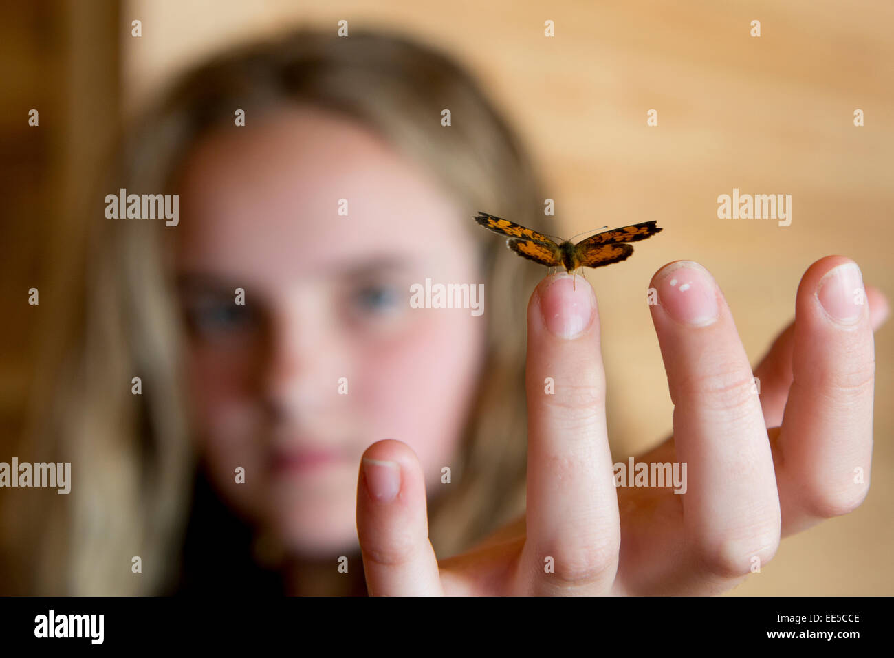 Schmetterling, hocken auf der Fingerspitze eines Mädchens, Lake Of The Woods, Ontario, Kanada Stockfoto