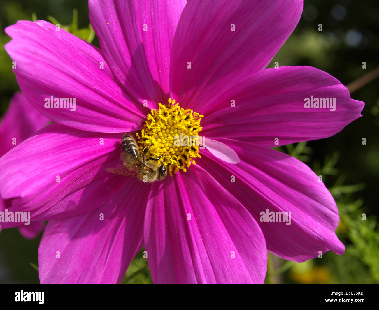 Bluehende Kosmee, Fiederblaettrige Schmuckblume, Schmuckkoerbchen, einer, (Cosmos Bipinnatus) Stockfoto