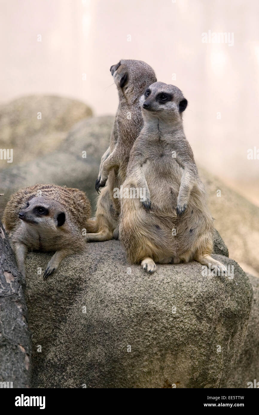Erdmännchen - Familie Stockfoto