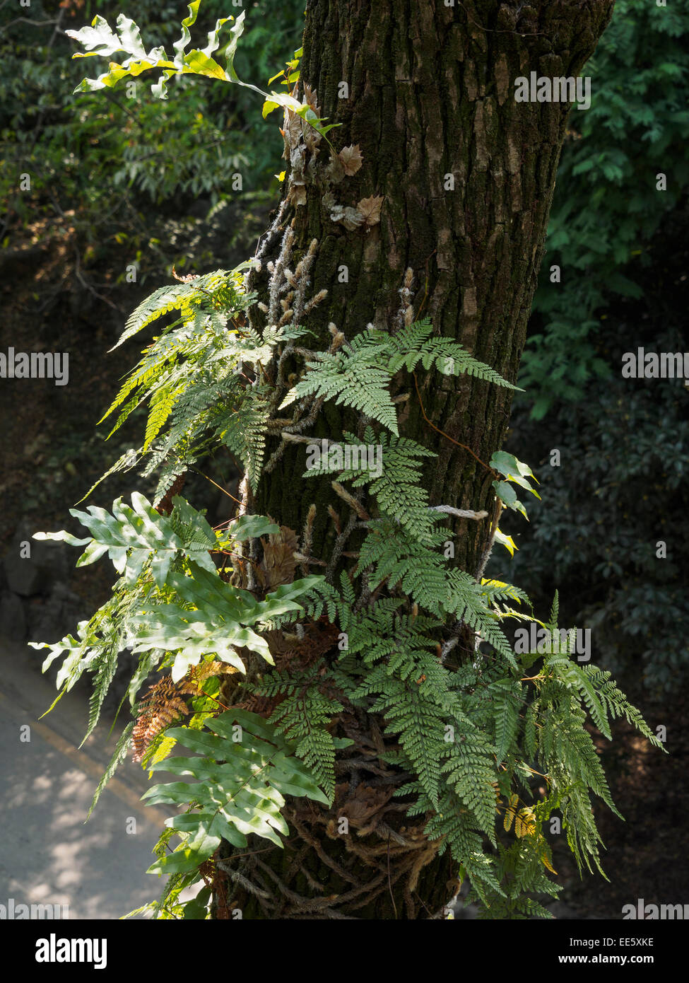 Chinesischer farn -Fotos und -Bildmaterial in hoher Auflsung  Alamy