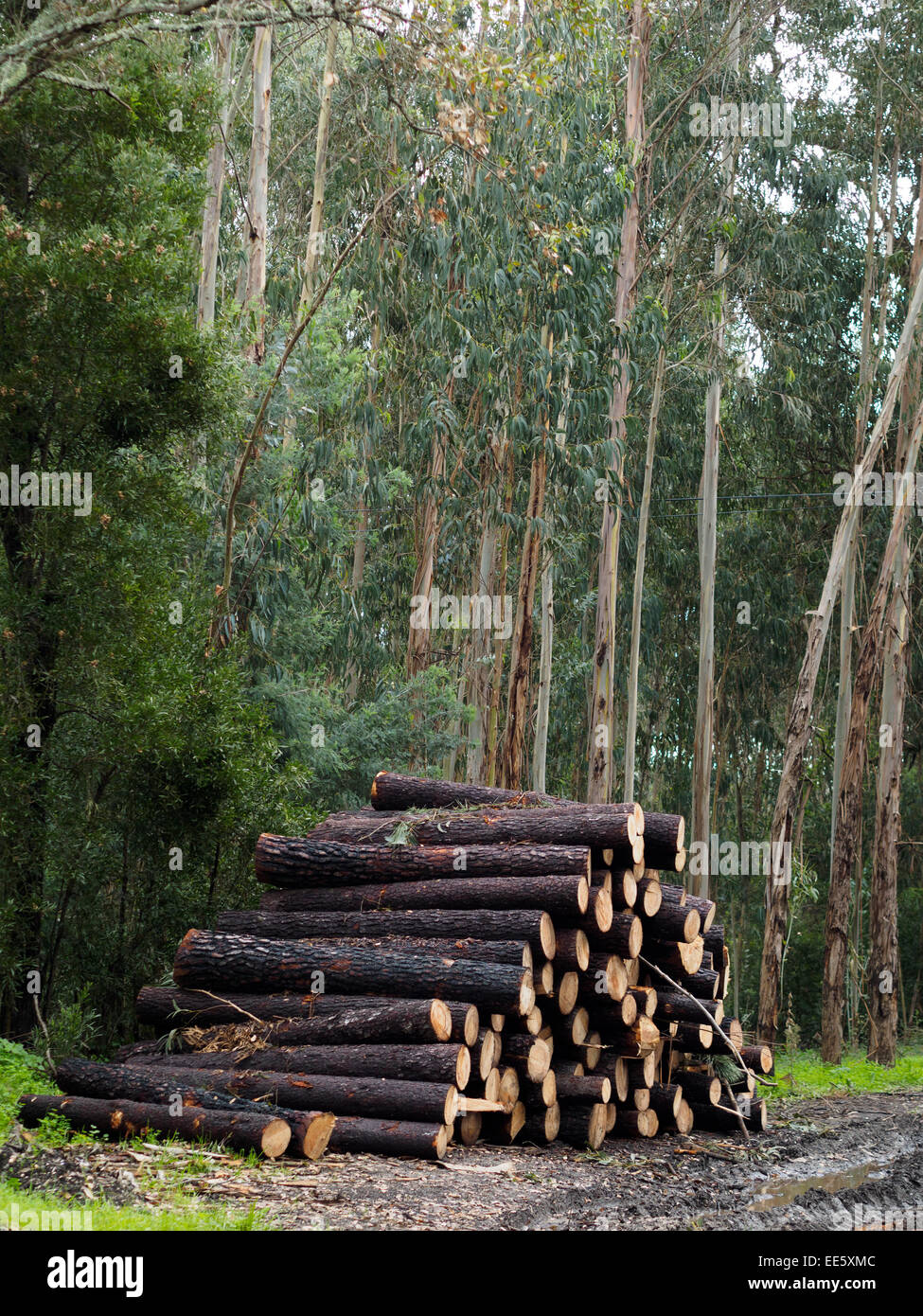 Stapel von geschnittenen Holzscheite in einem Wald Stockfoto