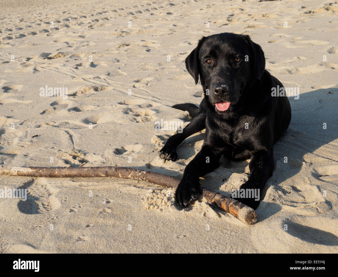 Schwarze Labrador Retriever Hund liegen am Strand mit einem Stock im Maul Stockfoto