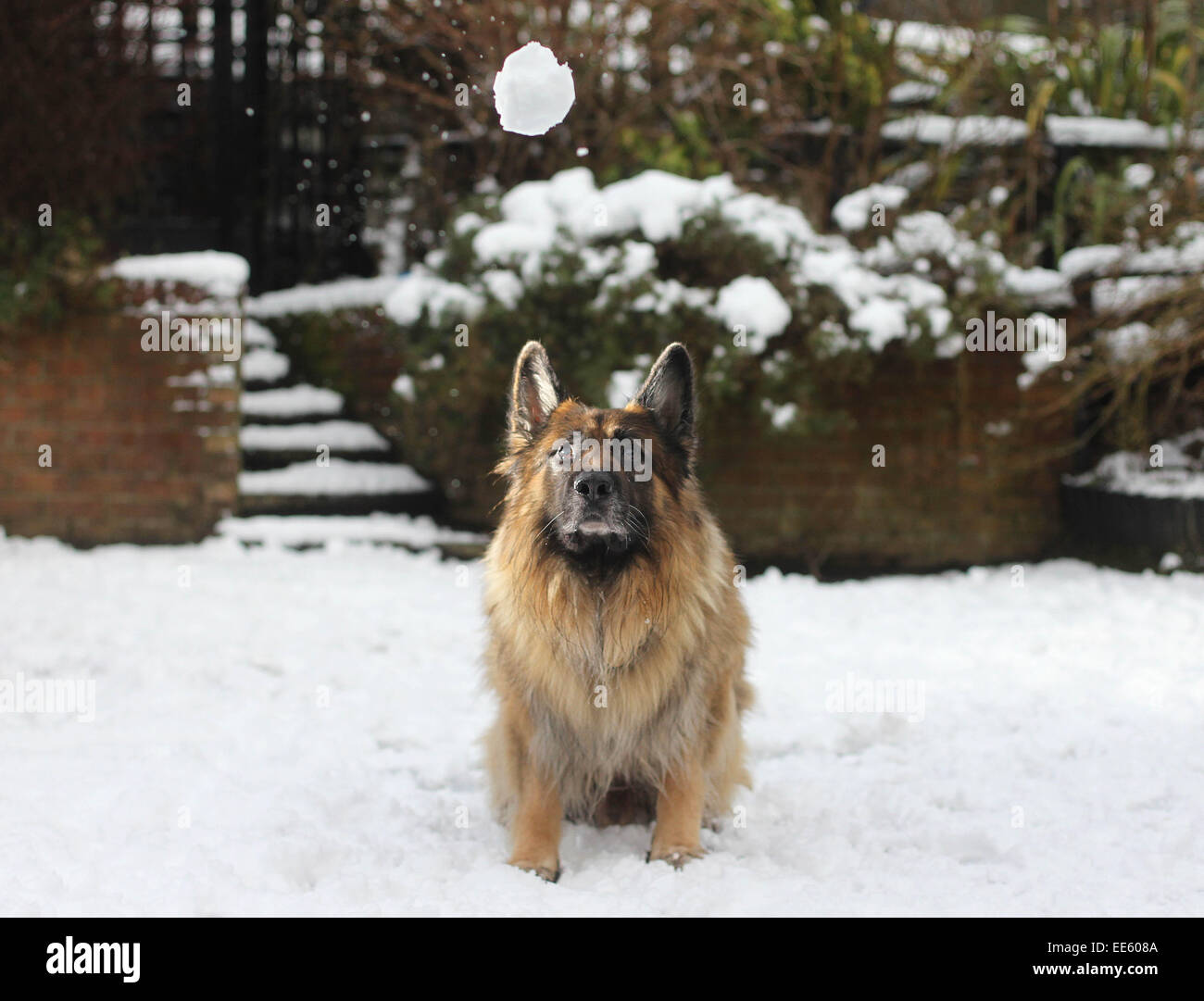 Ballycastle, Co. Antrim, Nordirland, Vereinigtes Königreich. 14. Januar 2015.  "Keeper" der Deutsche Schäferhund spielt im Schnee in Ballycastle, Co. Antrim. Fast 4 Zoll Schnee ist über Nacht gefallen, Schulen sind geschlossen und Kinder machen das Beste aus dem Wintersturm. Bildnachweis: Steven McAuley/Alamy Live-Nachrichten Stockfoto