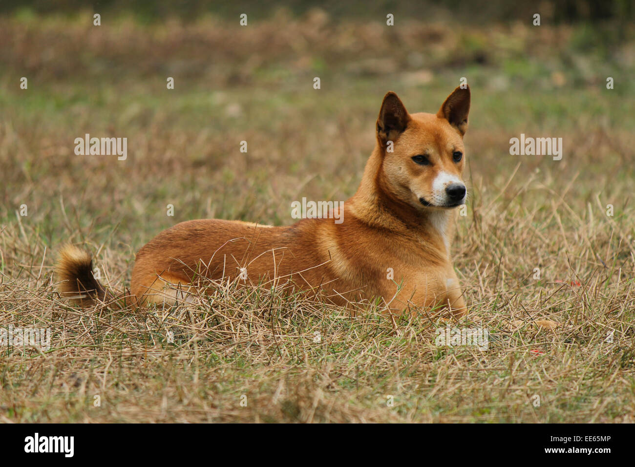 Ein schöner Hund Stockfoto
