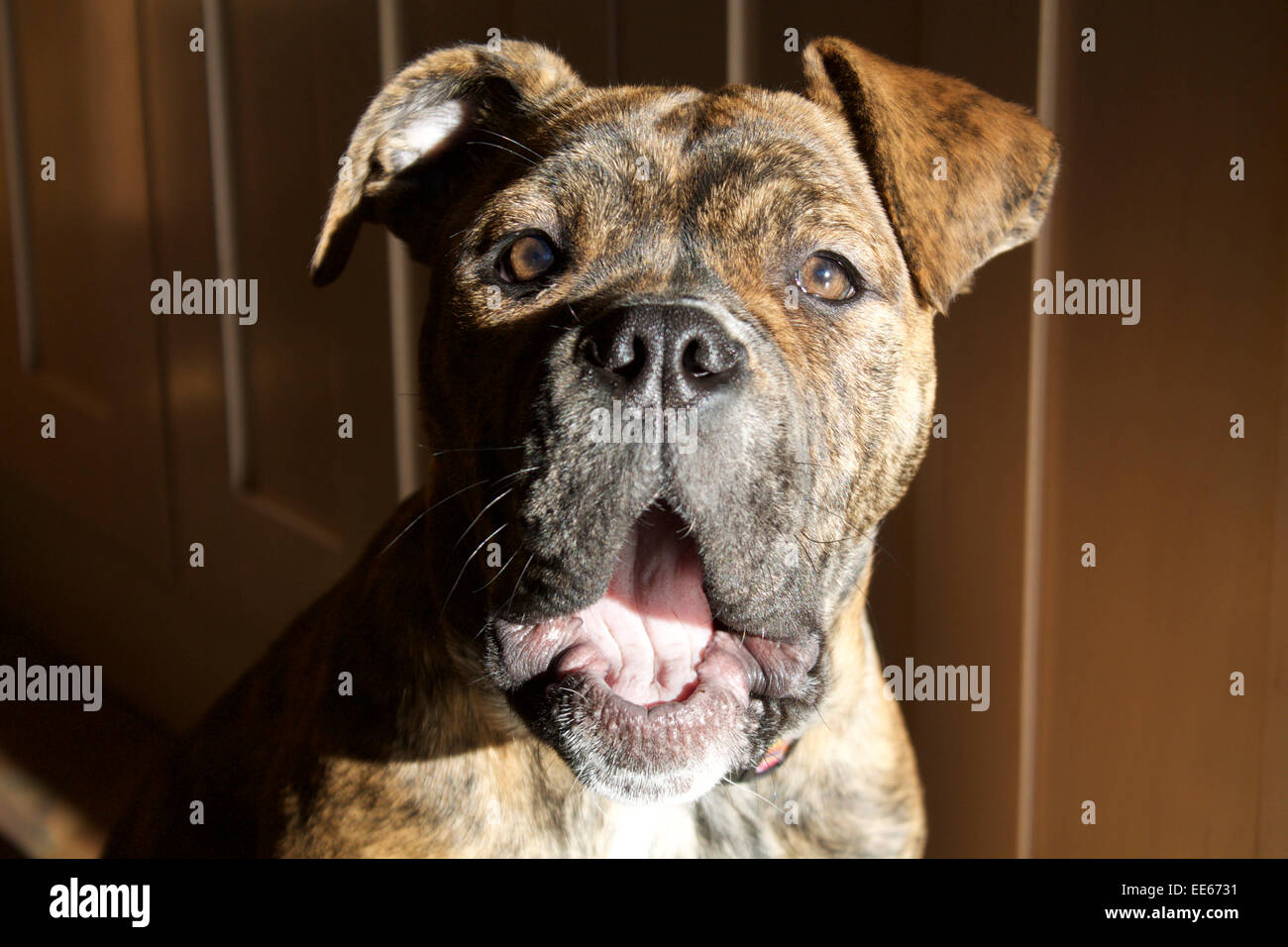 Gähnen Sie... am Ende eines anstrengenden Tages für einen Bulldog Welpen. Stockfoto