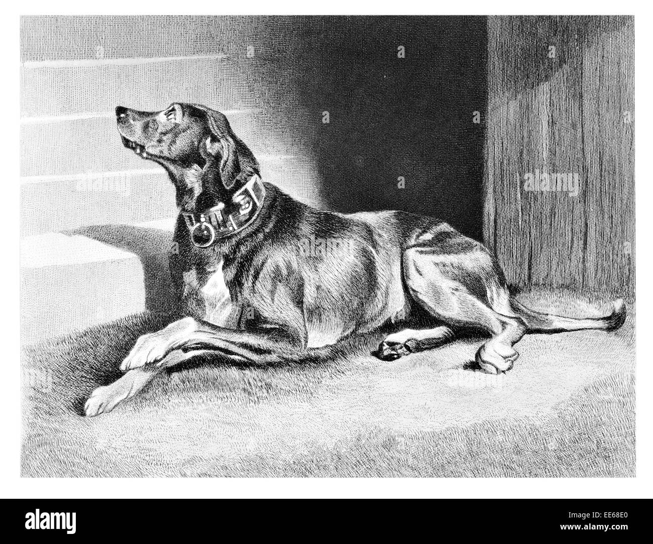Warten auf die Gräfin Sir Edwin Henry Landseer mans Hunde Hund Haustier Kragen Tiere bester Freund Gehorsam Gehorsam Pfote Rasse Stockfoto