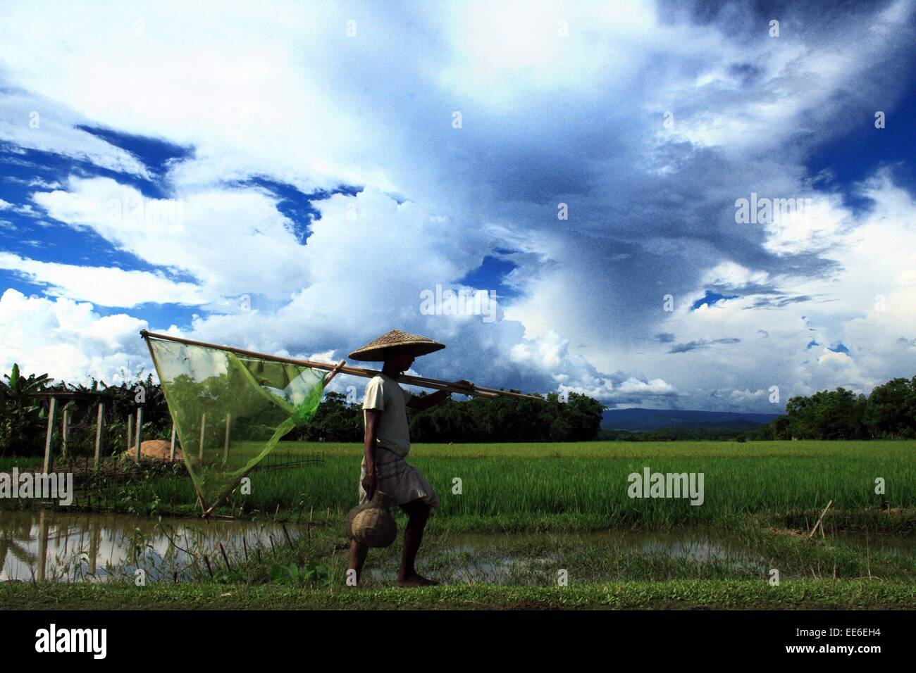 Bangladesch vom 10. Januar 2015. Die Landwirte trägt paddy Sämlinge auf ihre Felder in Saver in Dhaka. Stockfoto