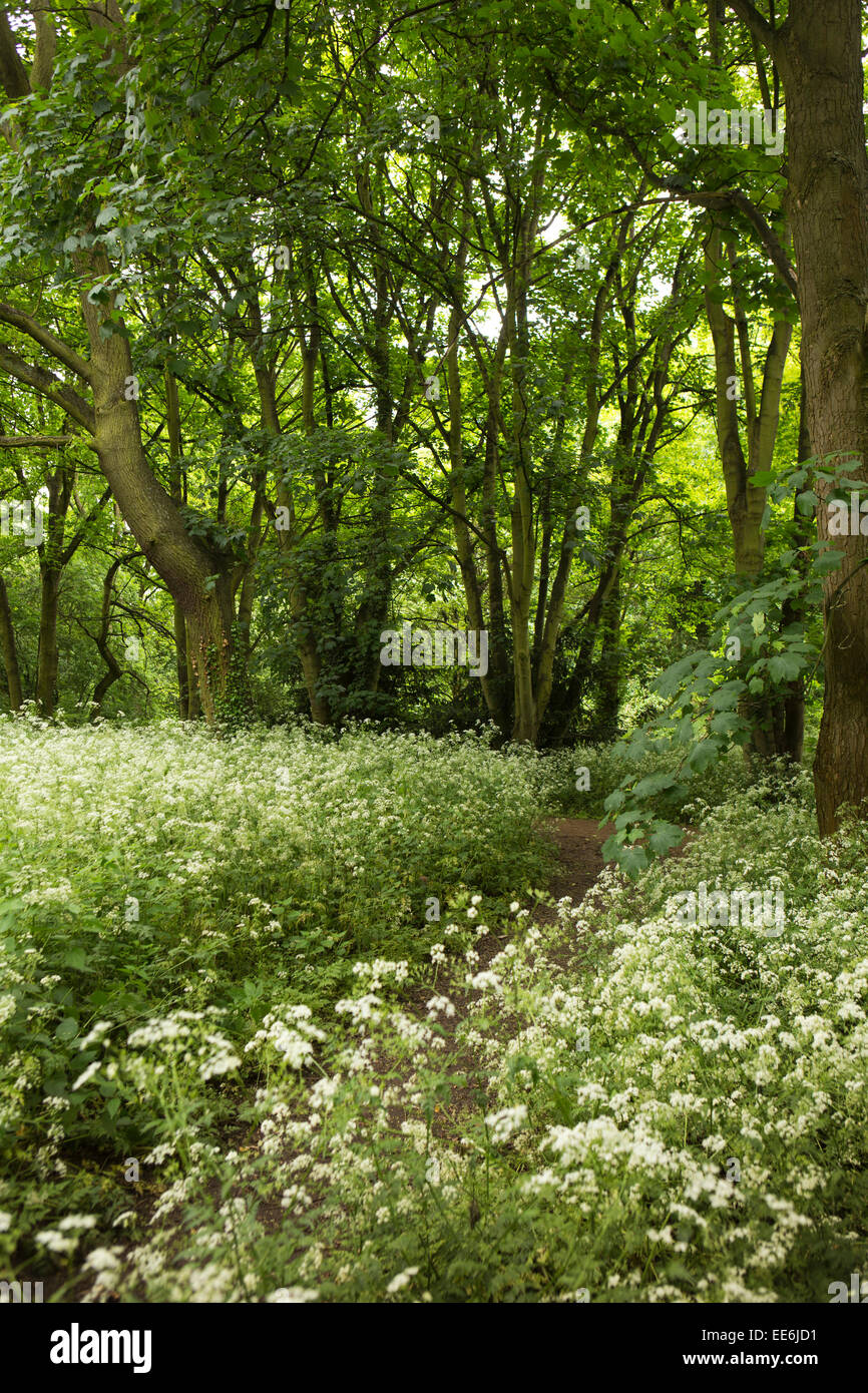 Großbritannien, London, Twickenham, Orleans Hausgärten, Mädesüß gefüllt Wald Stockfoto