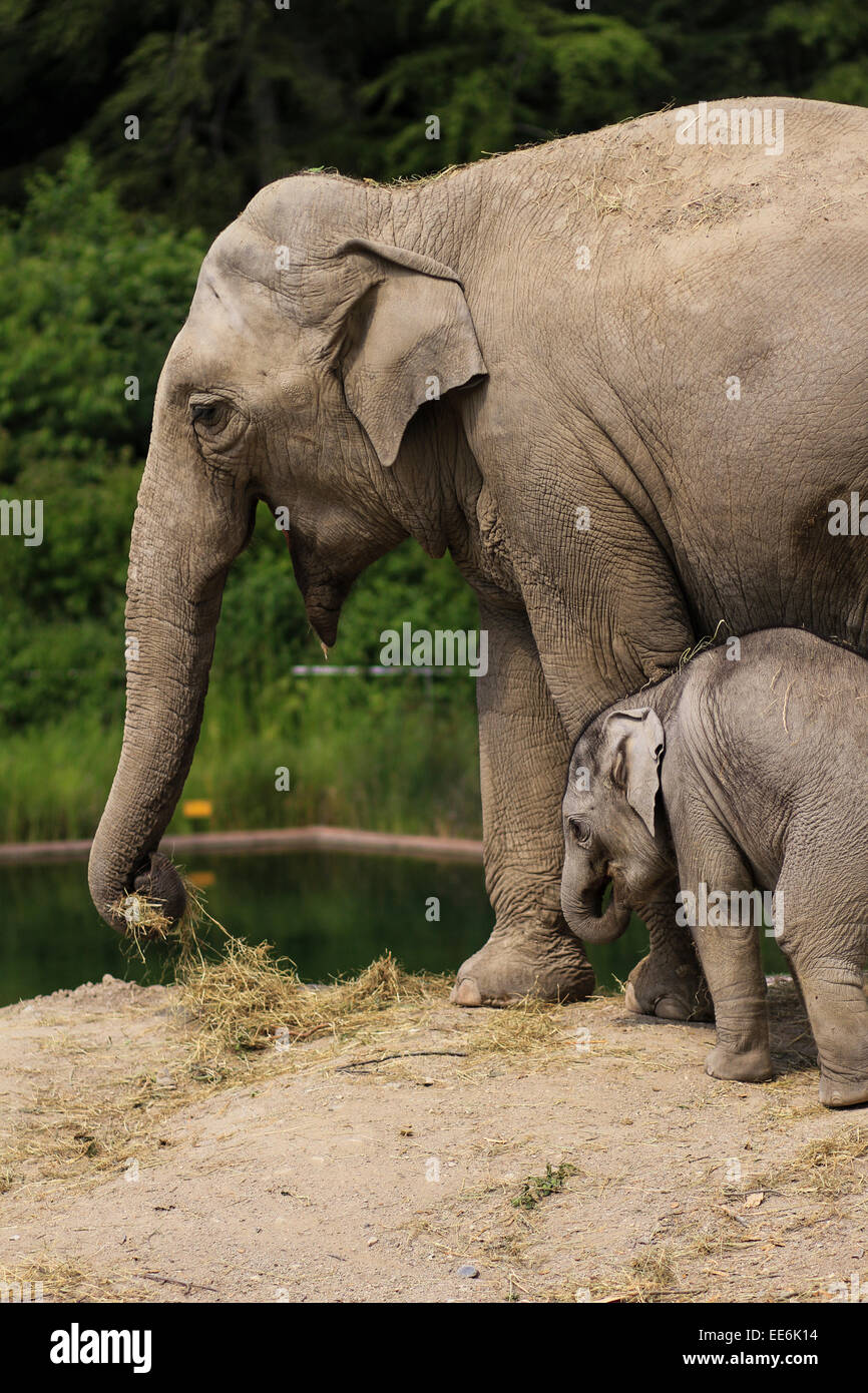 Mutter und Baby Elefanten essen Stockfoto