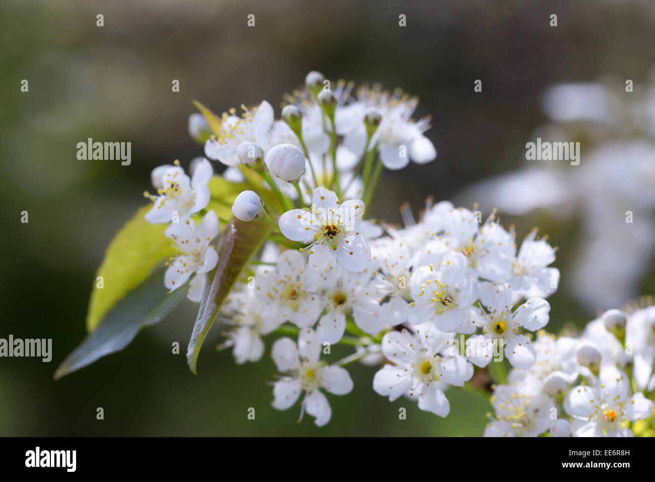 Prunus Pensylvanica oder die Pin-Kirsche ist ein kleiner Baum in den nordöstlichen Vereinigten Staaten und viel von Kanada heimisch. Stockfoto