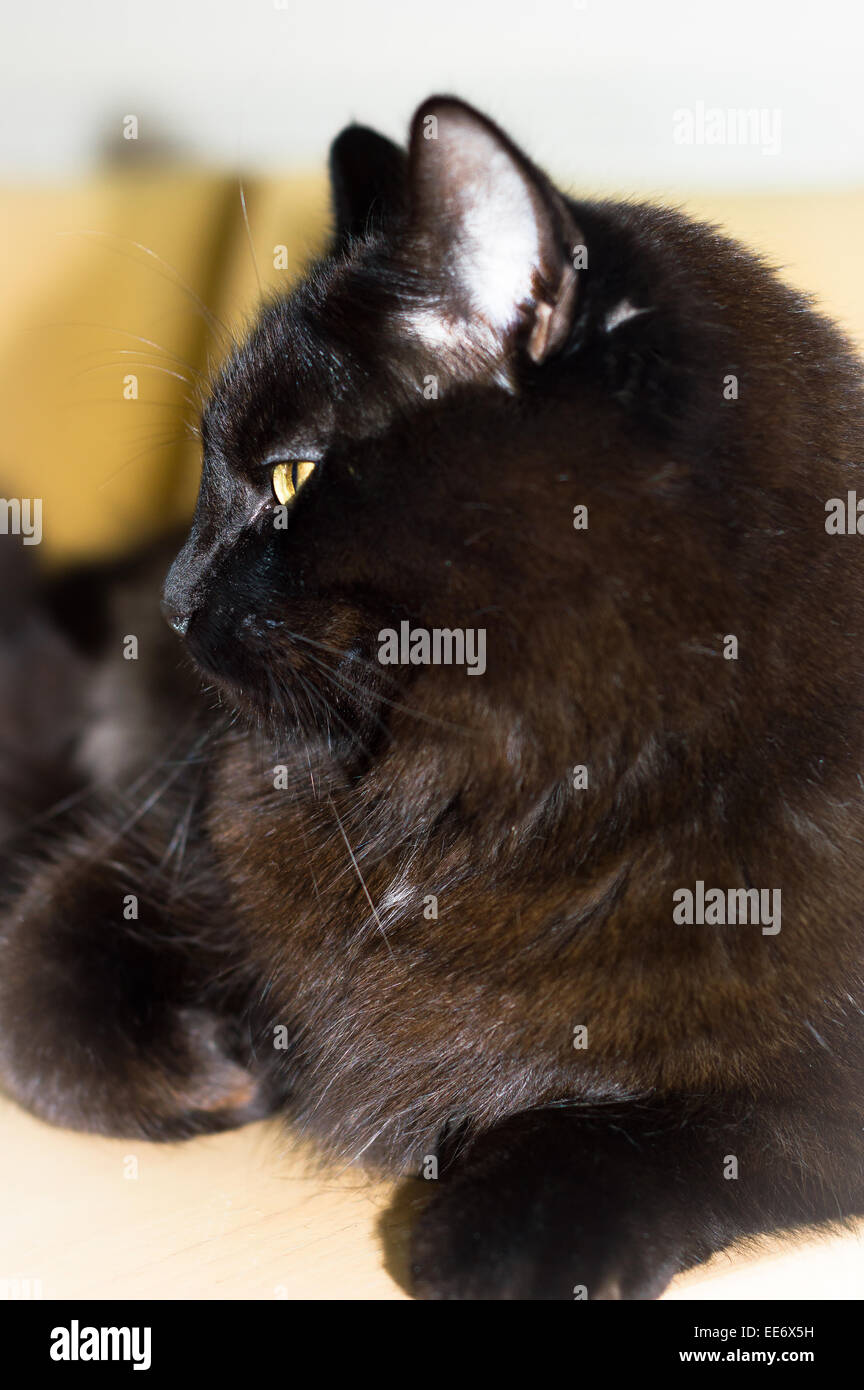 Schwarze Katze Seite Profil Close-up Stockfoto