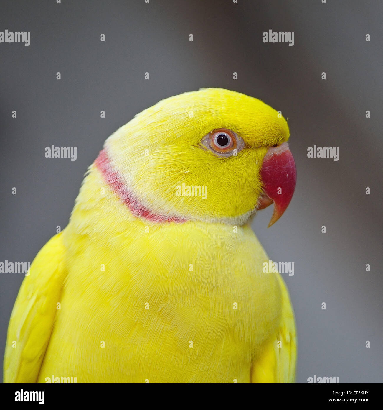 Gelben Papagei, gelbe indische Halsbandsittich, Gesichtsprofil Stockfoto