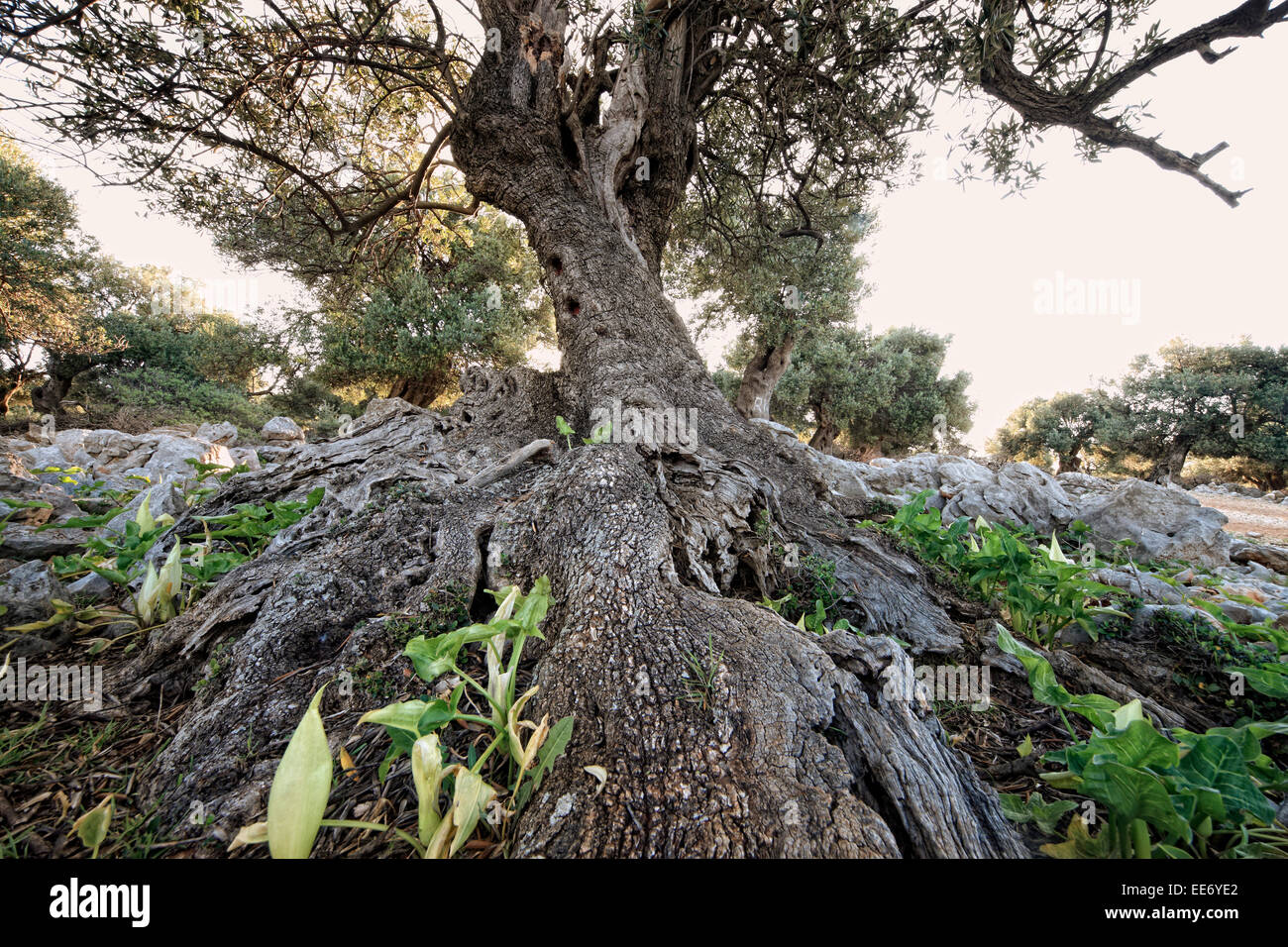 Wurzel des alten Olivenbaum Stockfotografie - Alamy