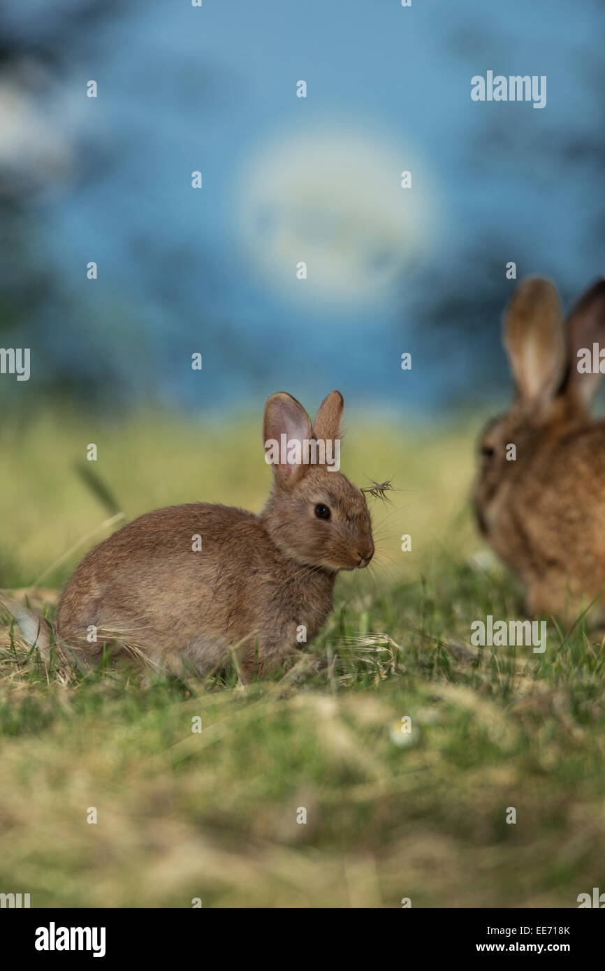 Kaninchen in Rasen, Porec, Istrien, Kroatien Stockfoto