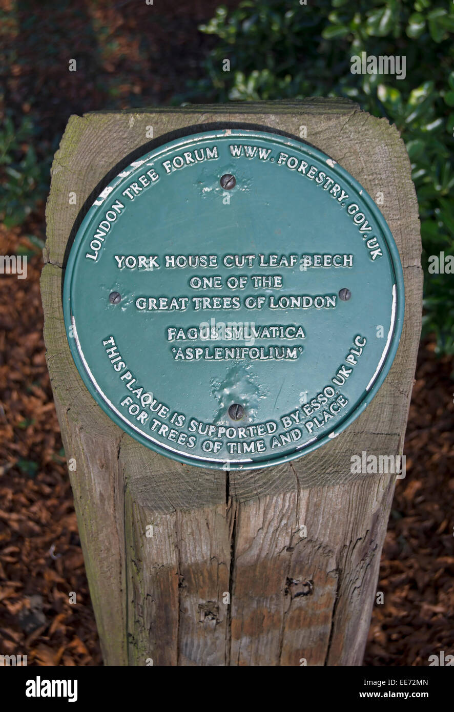 Plakette markiert das York House schneiden Blatt Birke, eines der großen Bäume von Twickenham, Middlesex, London, england Stockfoto