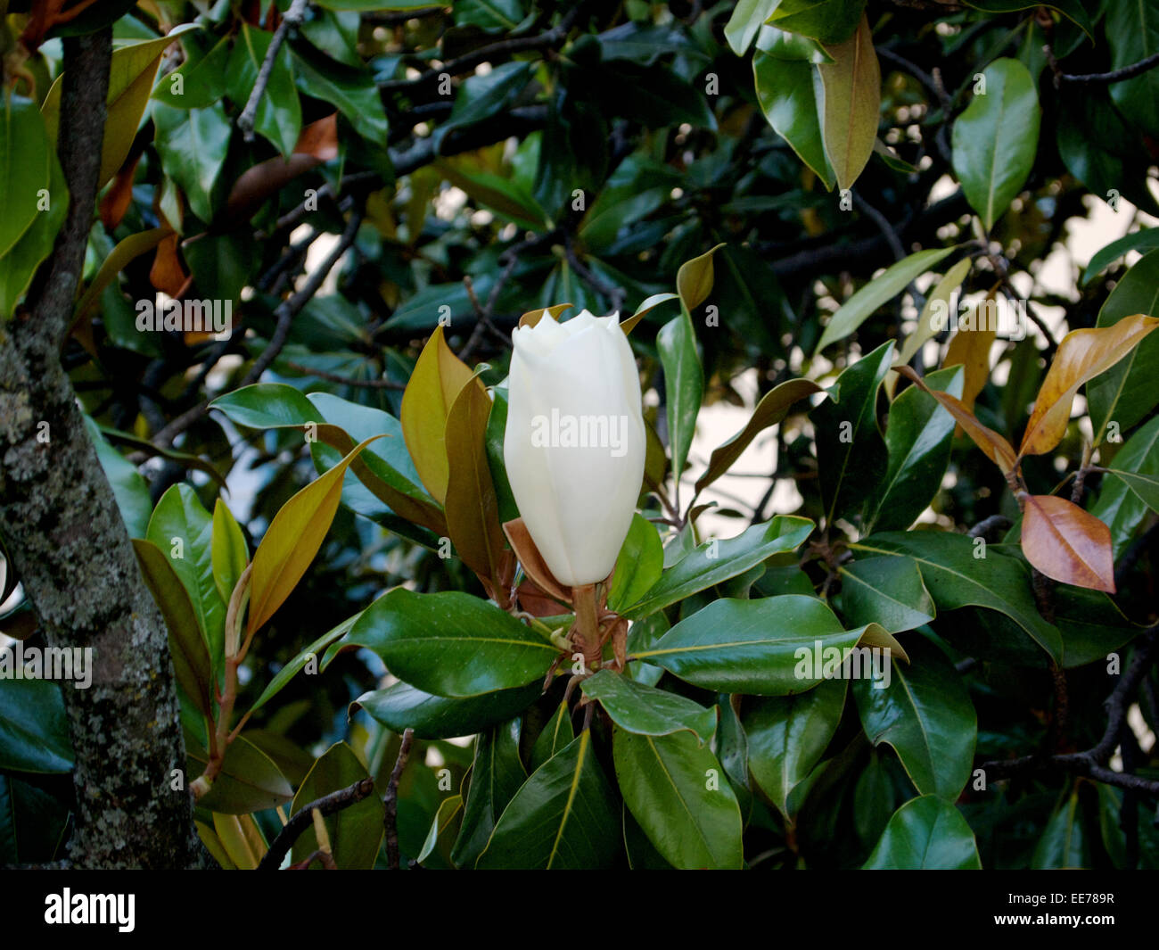 Eine Magnolie mit weiß blühenden Blumen und grün, gelb und braun verlässt in einem öffentlichen park Stockfoto