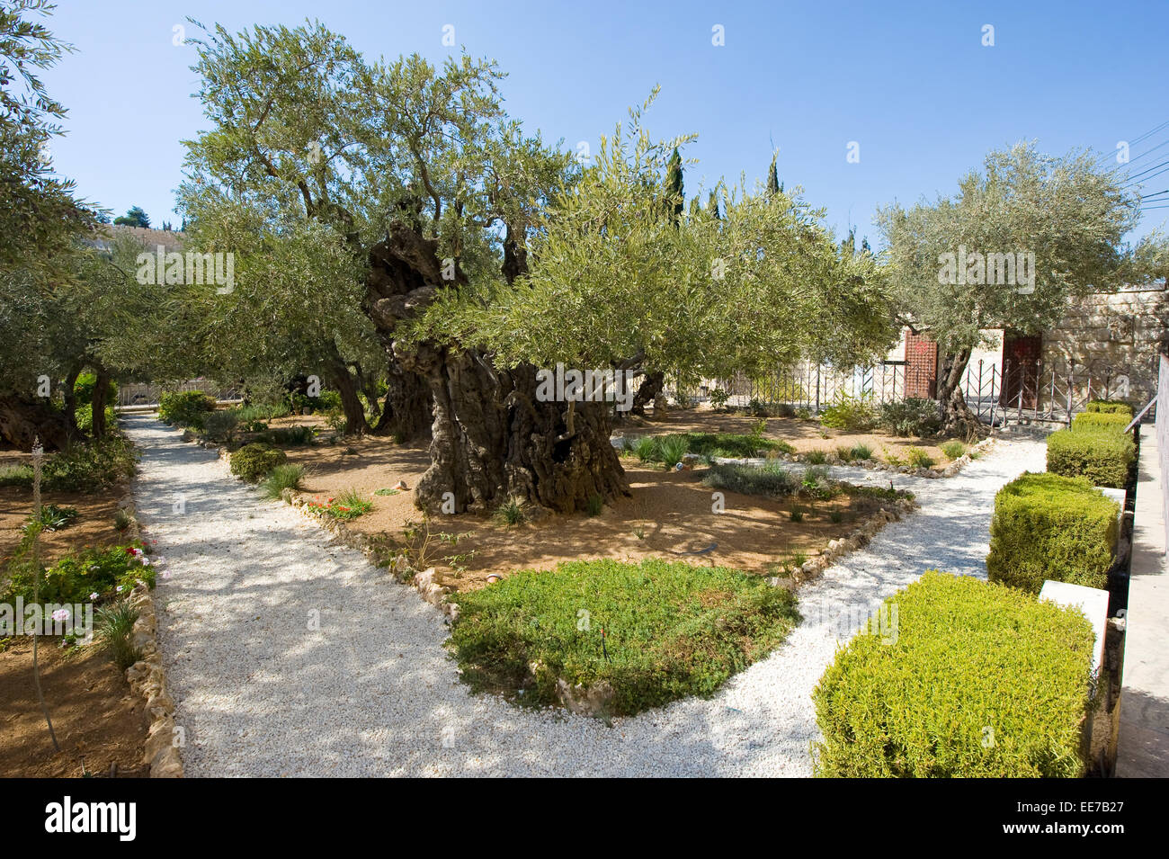 Alte Olivenbäume im Garten Getsemani am Ölberg in Jerusalem Stockfoto