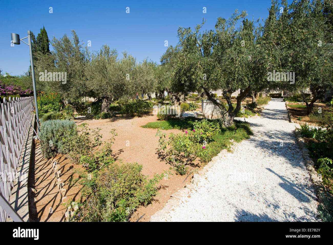 Alte Olivenbäume im Garten Getsemani am Ölberg in Jerusalem Stockfoto