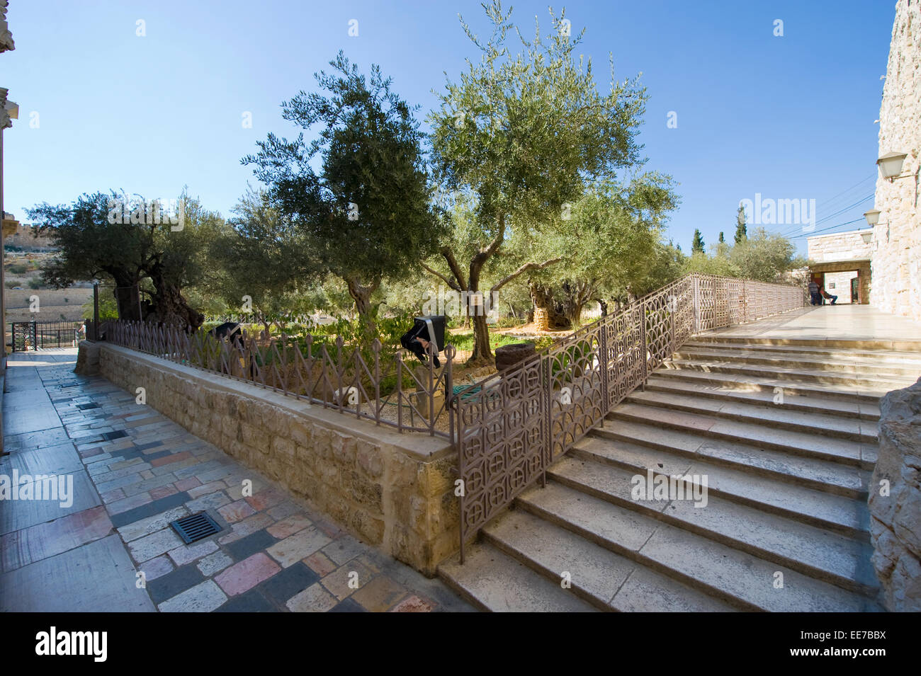 Alte Olivenbäume im Garten Getsemani am Ölberg in Jerusalem. Der Garten Gethsemane befindet sich neben der Kirche Stockfoto