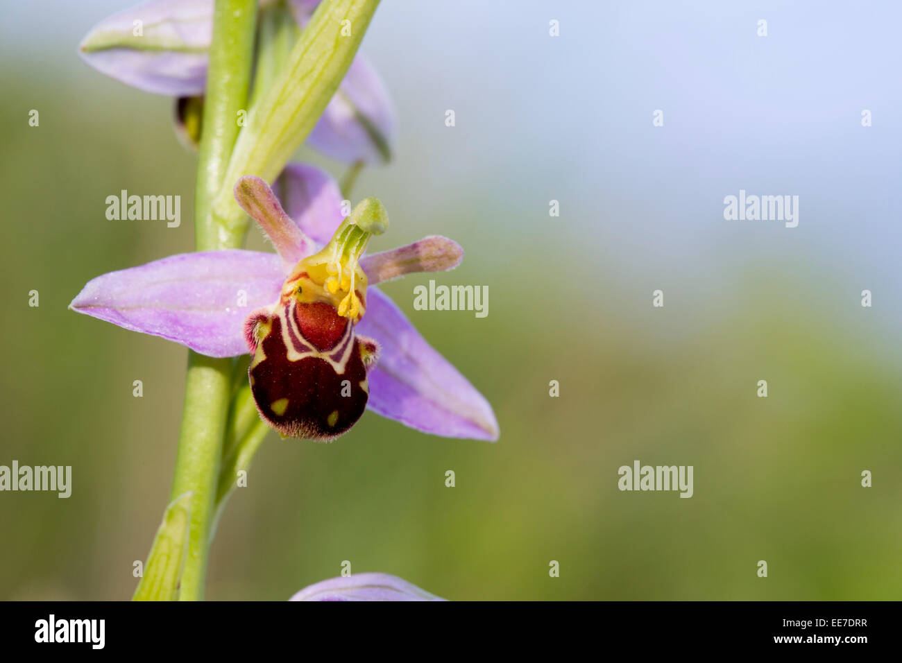 Biene Orchidee; Ophrys Apifera; Blume; Sommer; UK Stockfoto