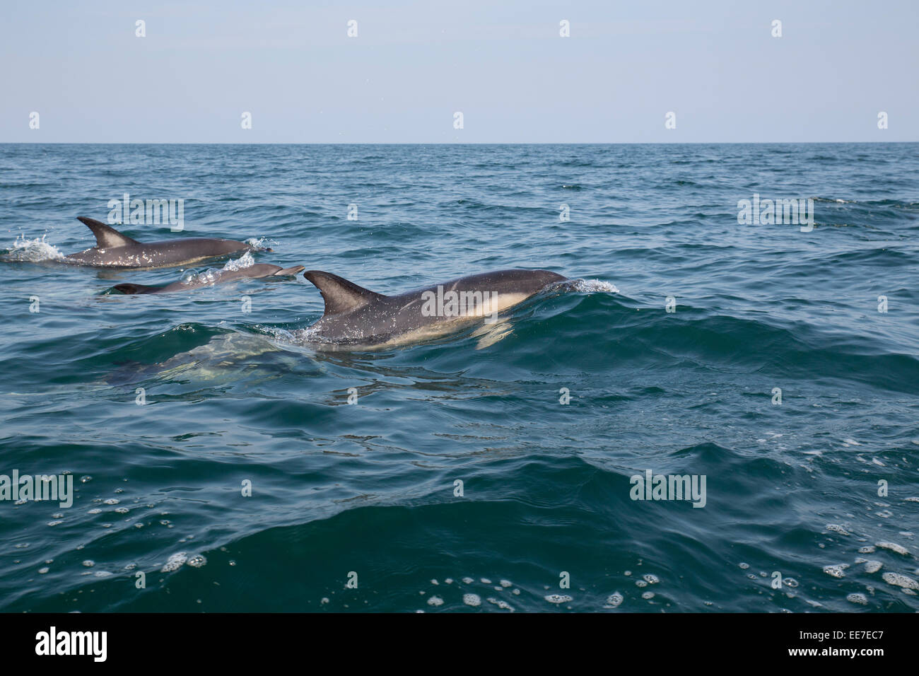 Gemeiner Delfin; Delphinus Delphis; Sommer; Cornwall; UK Stockfoto