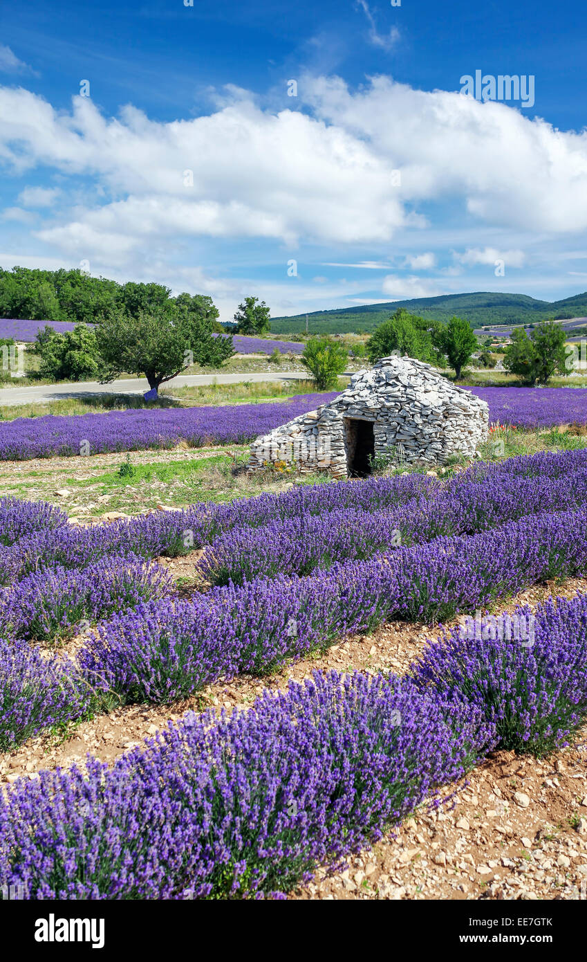 Blick auf Lavendel Feld und blauer Himmel, Frankreich Stockfoto