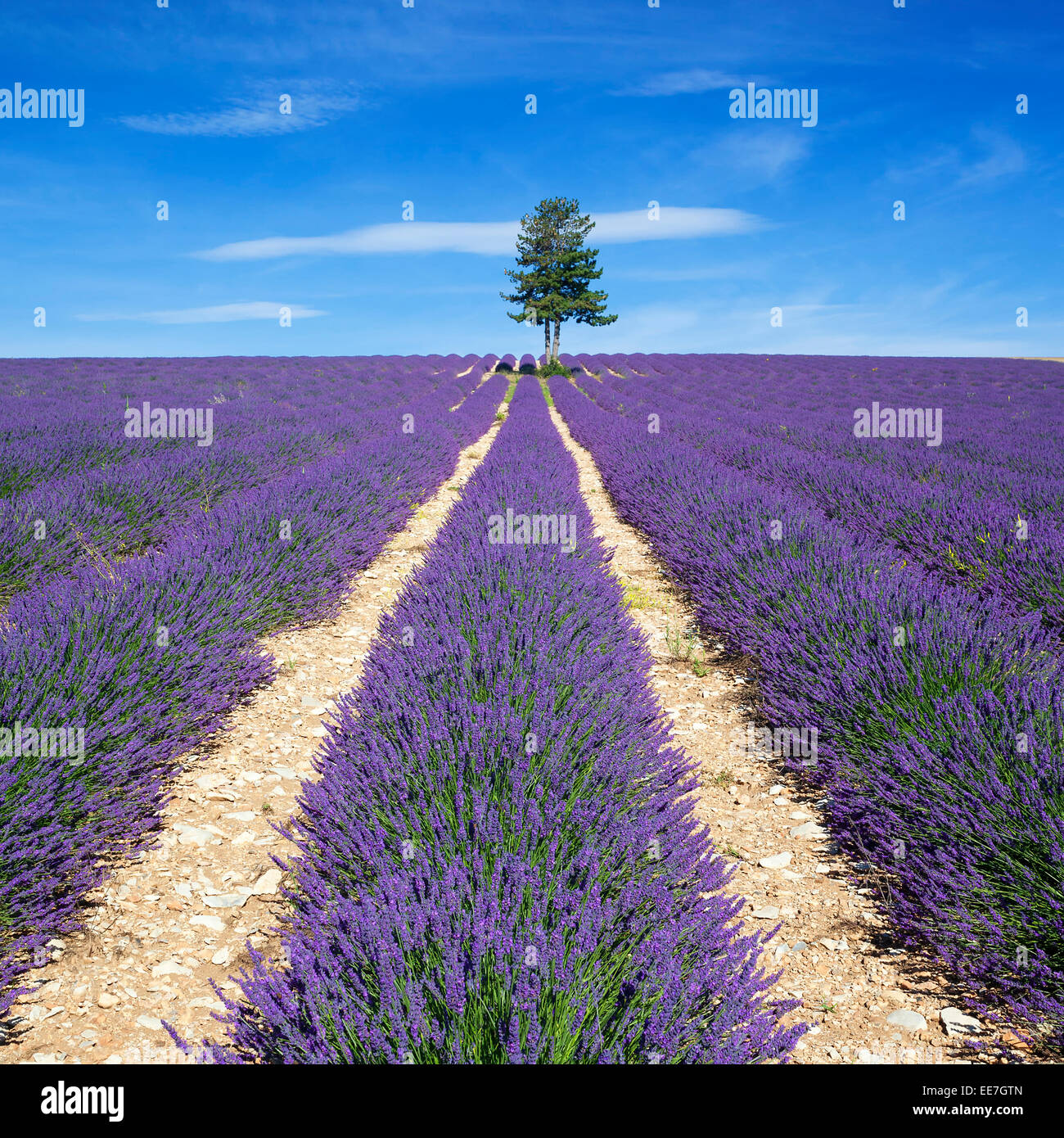 Blick auf Lavendel Feld mit Baum und blauer Himmel, Frankreich Stockfoto