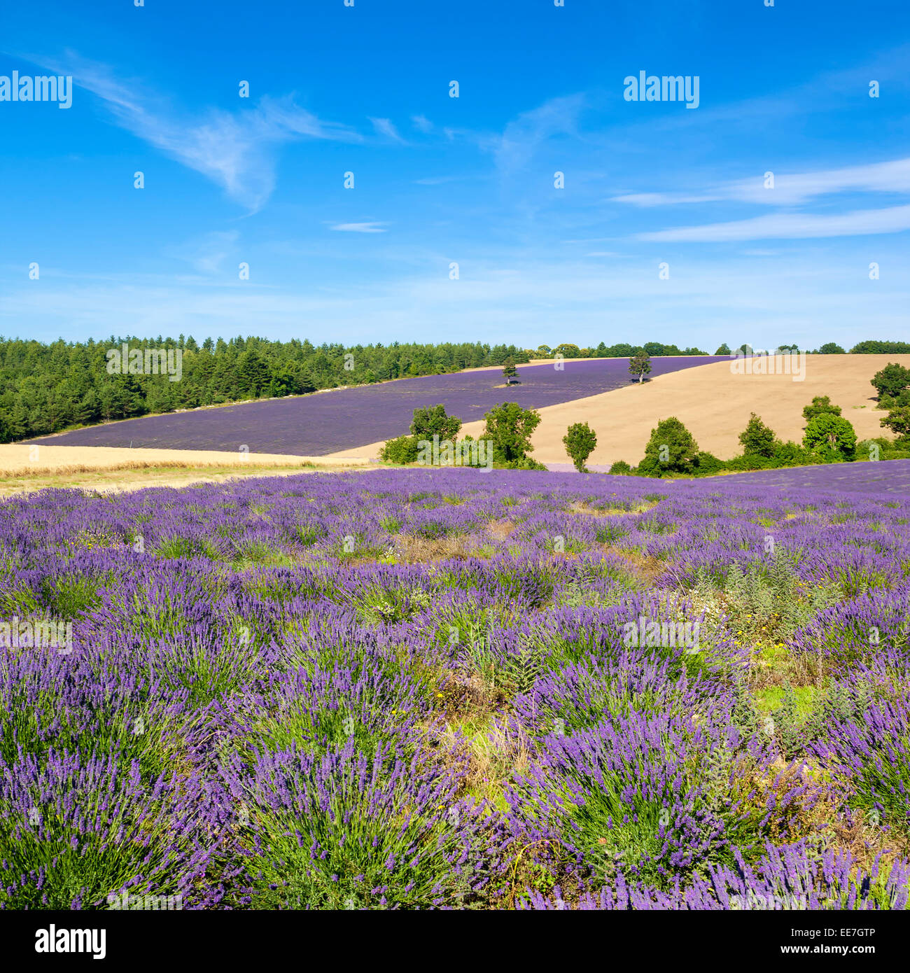 Blick auf Lavendel Feld in der Provence, Frankreich Stockfoto