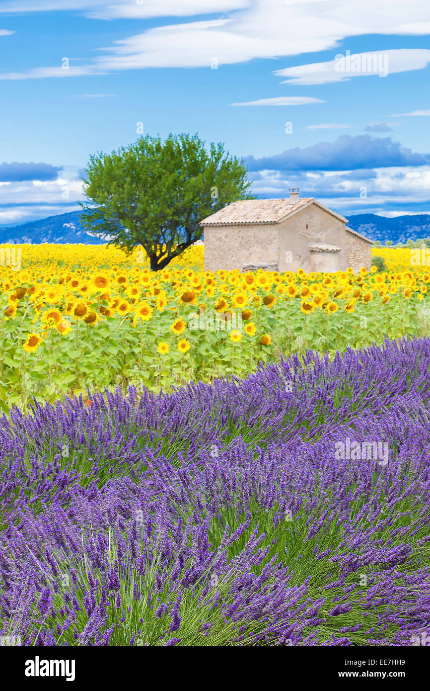 33+ Lavendel Mit Sonnenblumen Pflanzen, Lavendel bringt farbe in