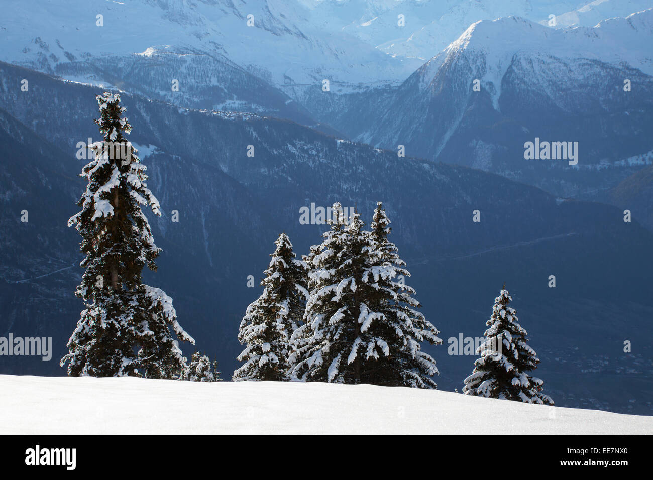 Berge von Riederalp und Schnee gesehen bedeckt Fichten im Winter in den Schweizer Alpen, Wallis / Valais, Schweiz Stockfoto