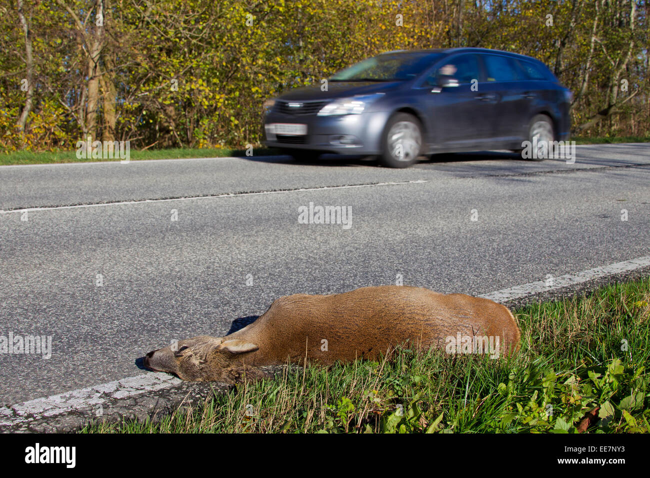 Reh (Capreolus Capreolus) Roadkill verursacht durch schnellere Autos Stockfoto