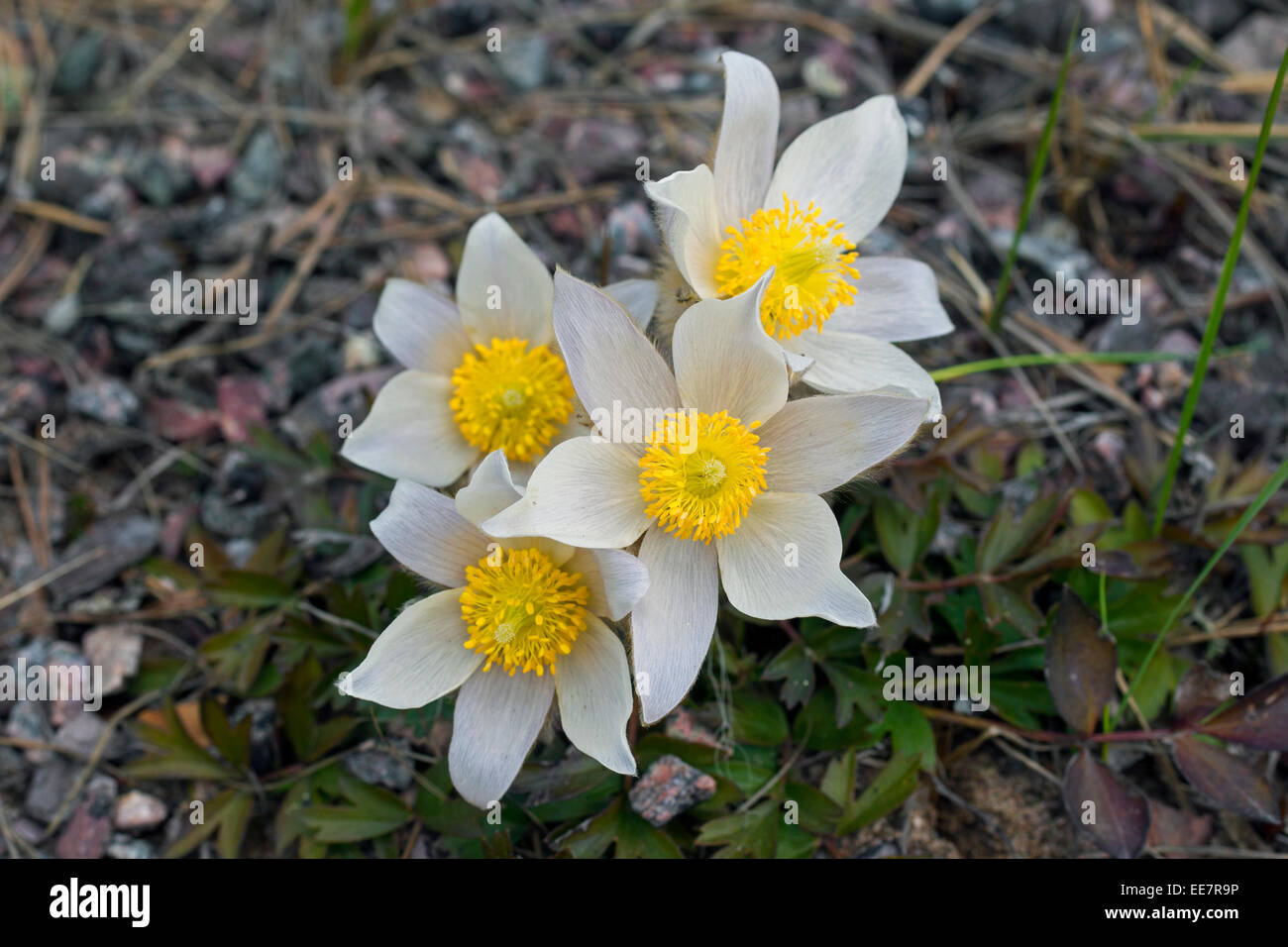 Pasqueflowers Frühling / arktische Veilchen / Dame des Schnees / Frühjahr Anemonen (Pulsatilla Vernalis) in Blüte im Frühjahr Stockfoto