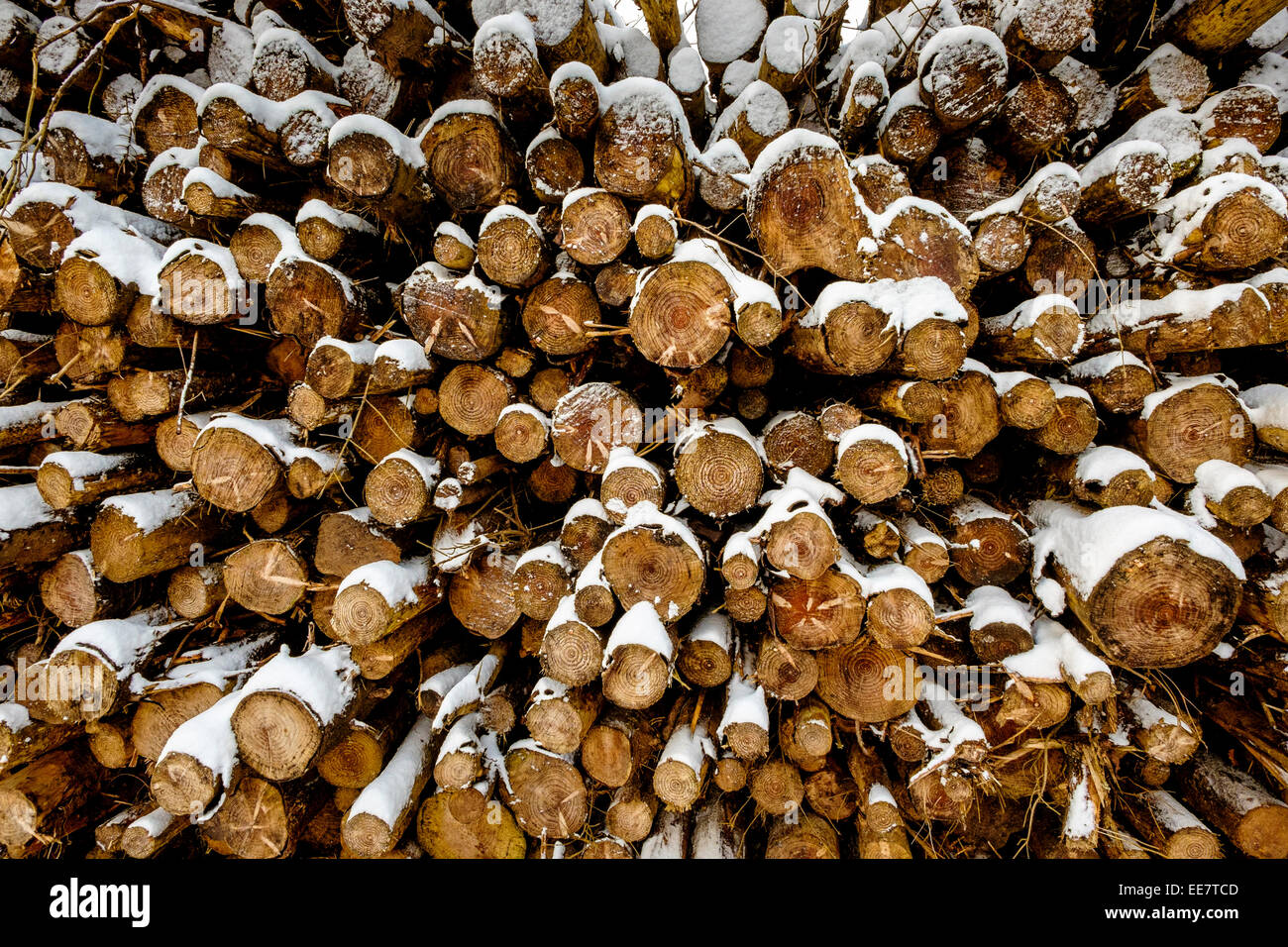 Schnee bedeckt die Protokolle für den Winter gelagert, auf einem Bauernhof in den Scottish Borders Stockfoto