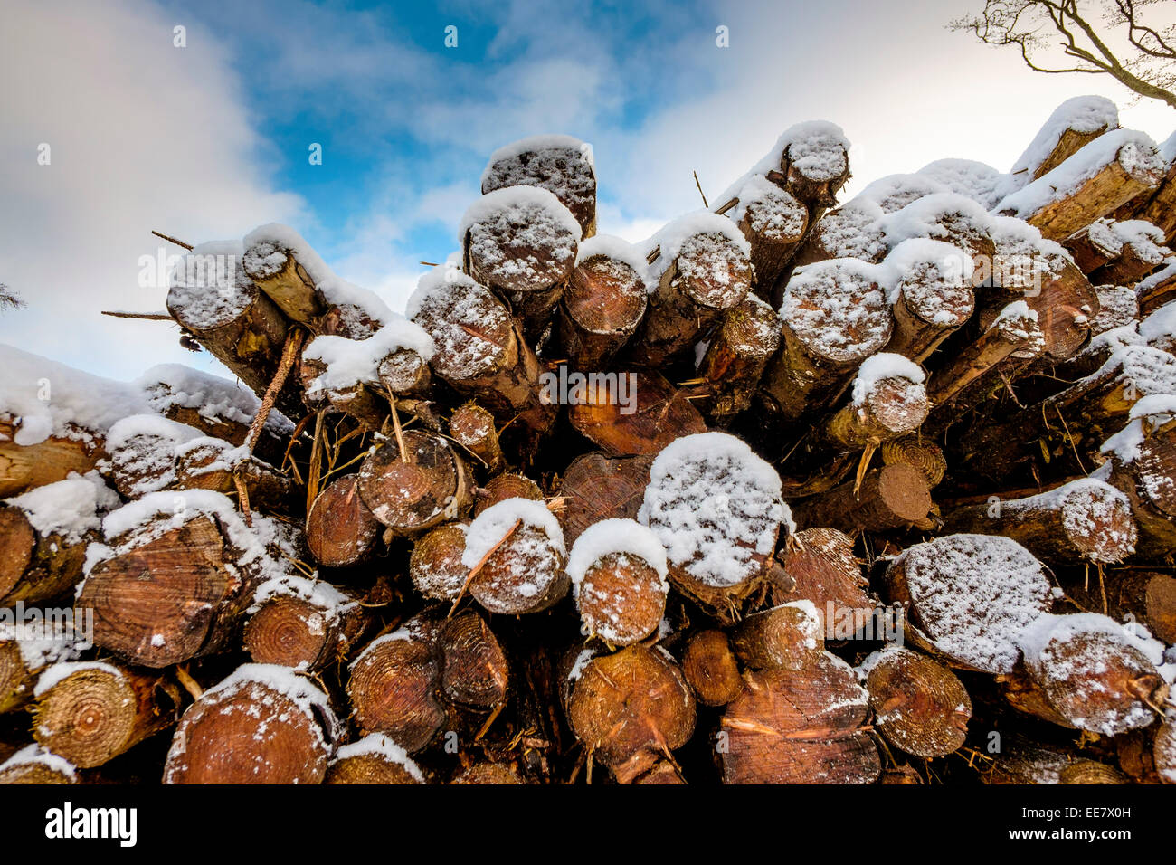 Schnee bedeckt die Protokolle für den Winter gelagert, auf einem Bauernhof in den Scottish Borders Stockfoto