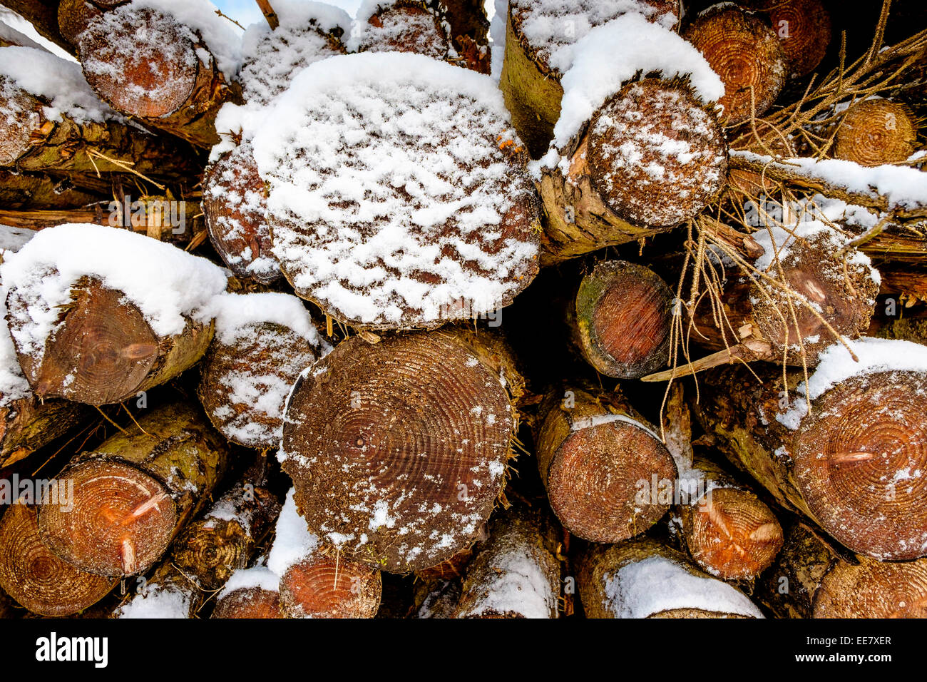 Schnee bedeckt die Protokolle für den Winter gelagert, auf einem Bauernhof in den Scottish Borders Stockfoto