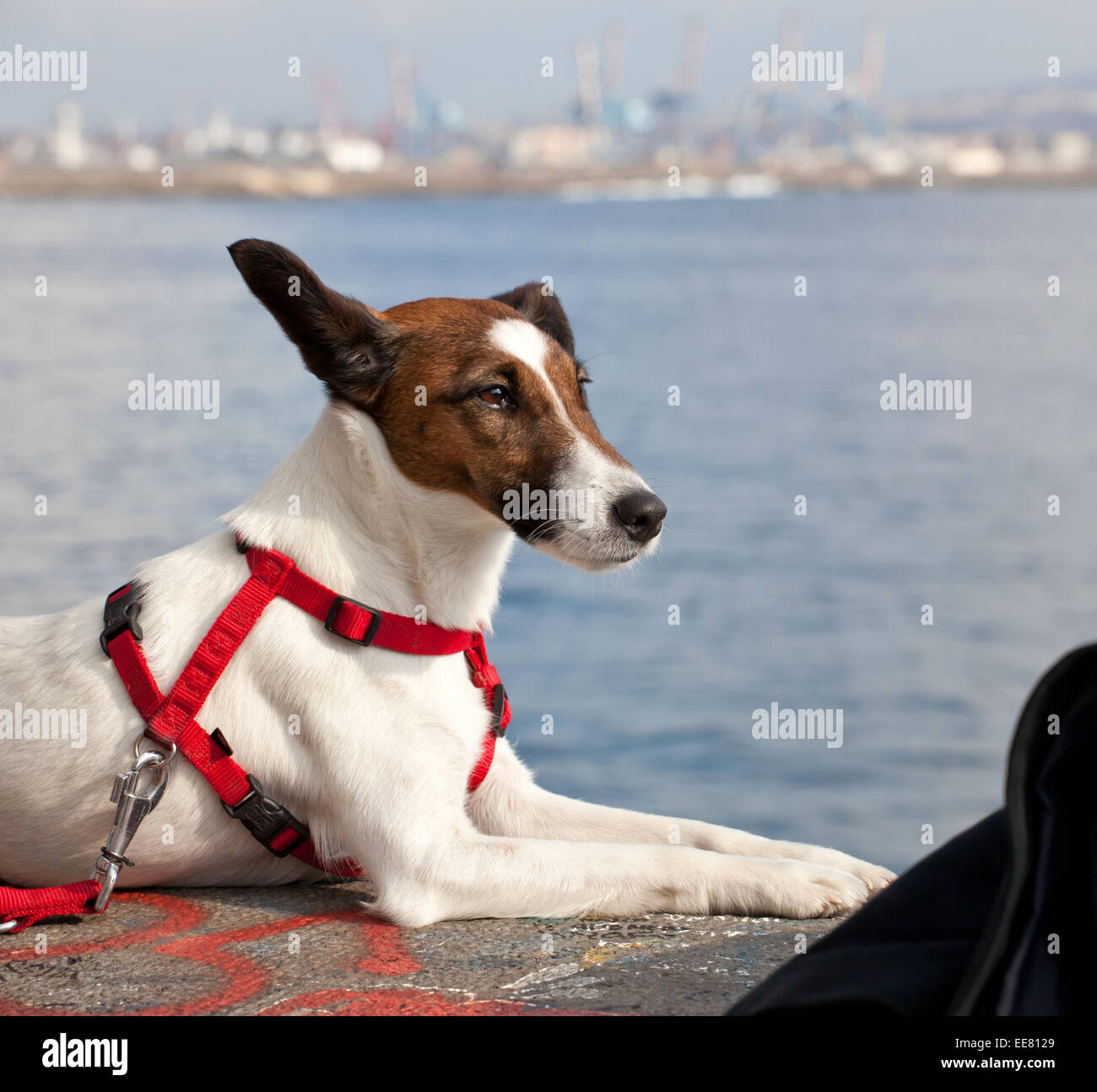 Jack Russel Hund liegend an der Uferpromenade von Naples. Stockfoto