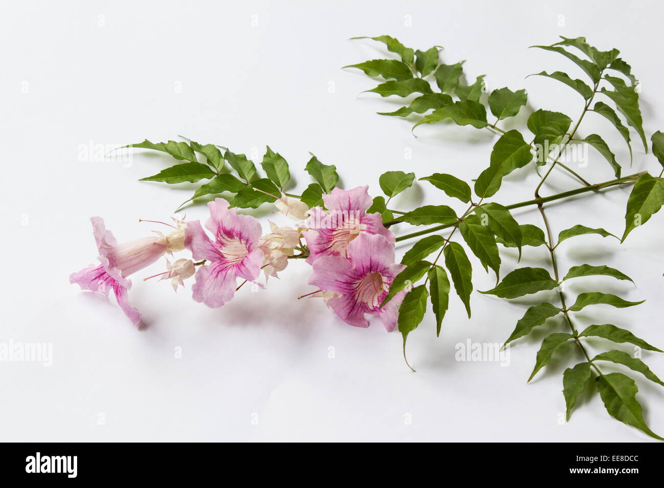 Pink Trumpet Vine (Podranea Ricasoliana) auf weißem Hintergrund Stockfoto