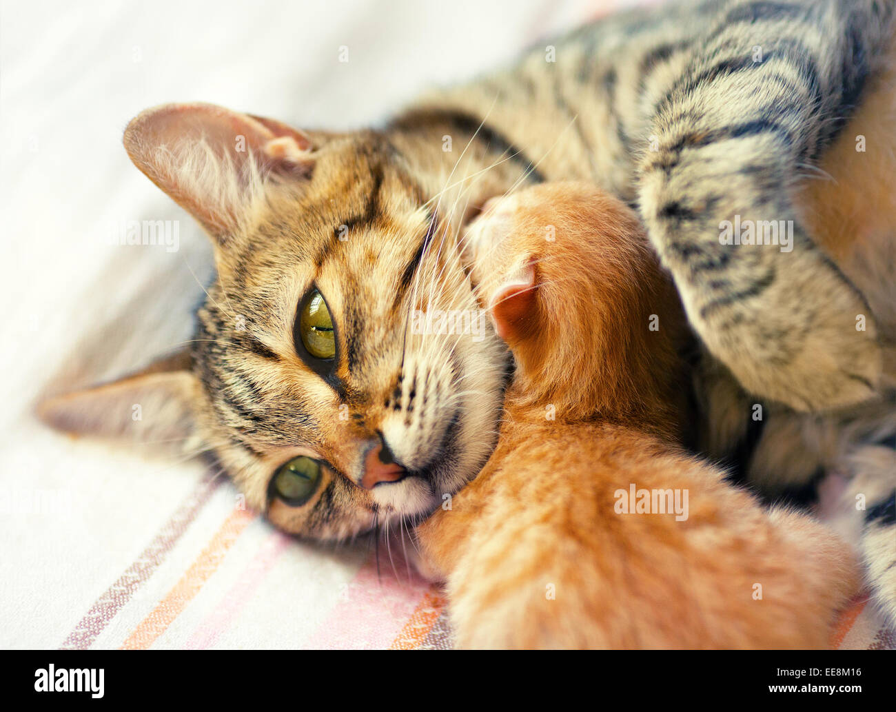 Mama Katze umarmt ihr neugeborenes Kätzchen Stockfoto
