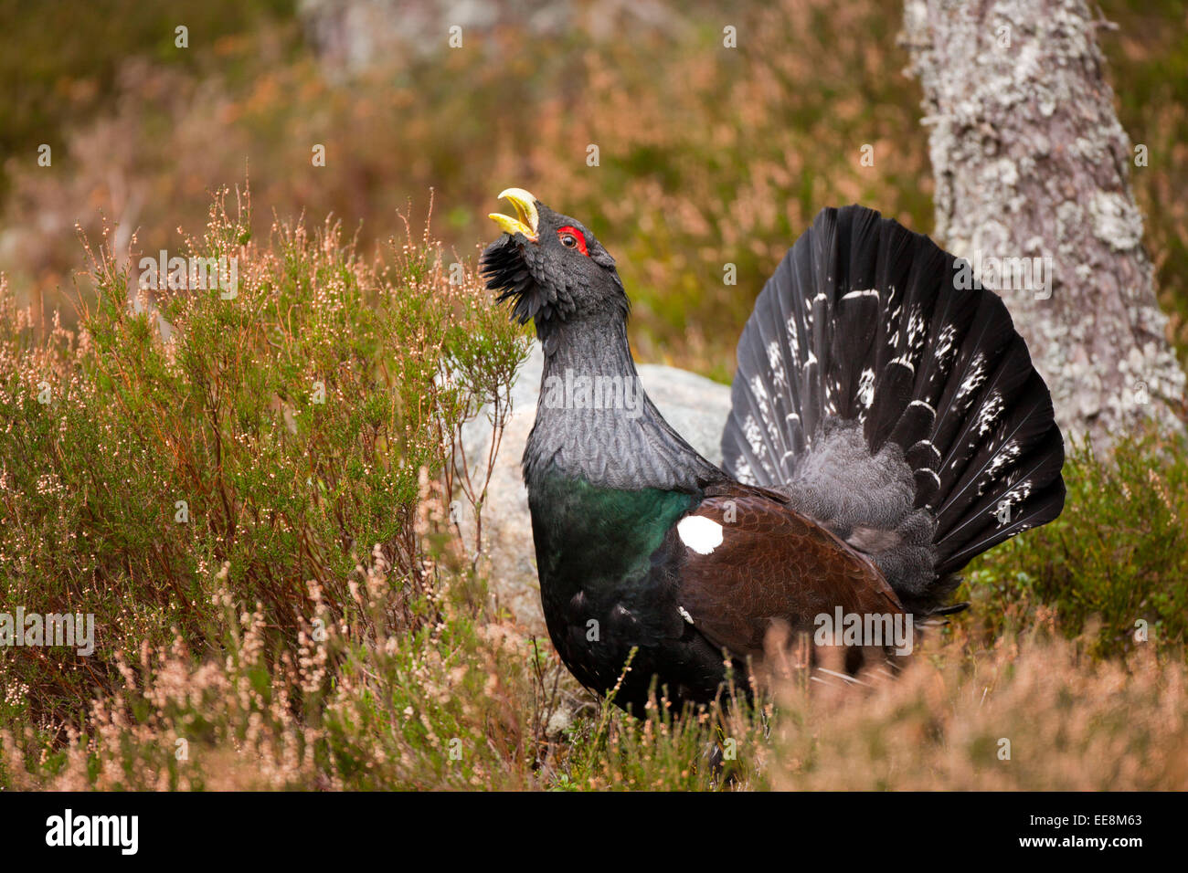 Auerhahn männlich in schottischen Kiefernwald Stockfoto