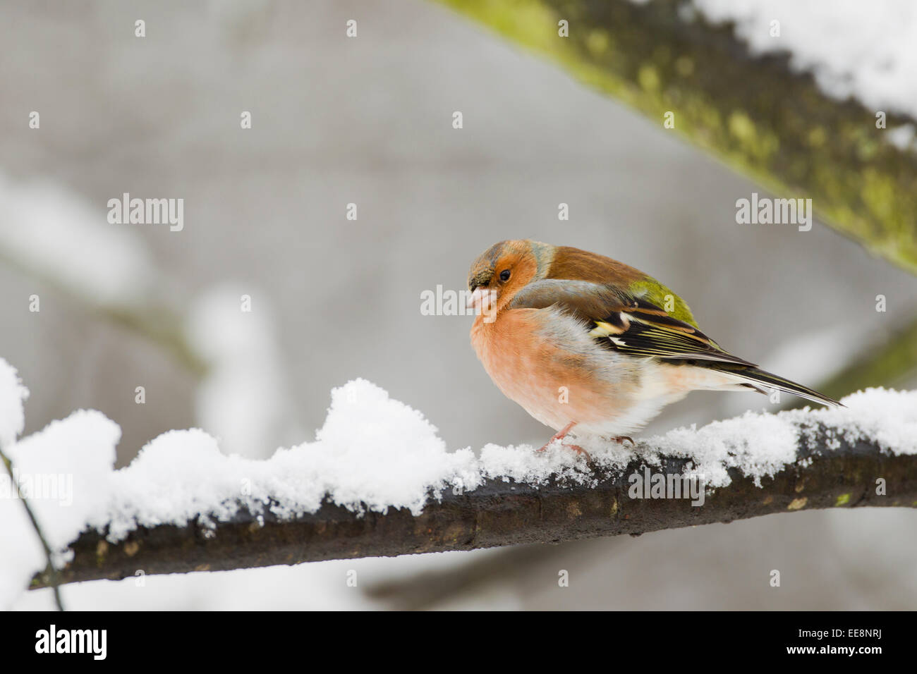 Männliche Buchfink Stockfoto