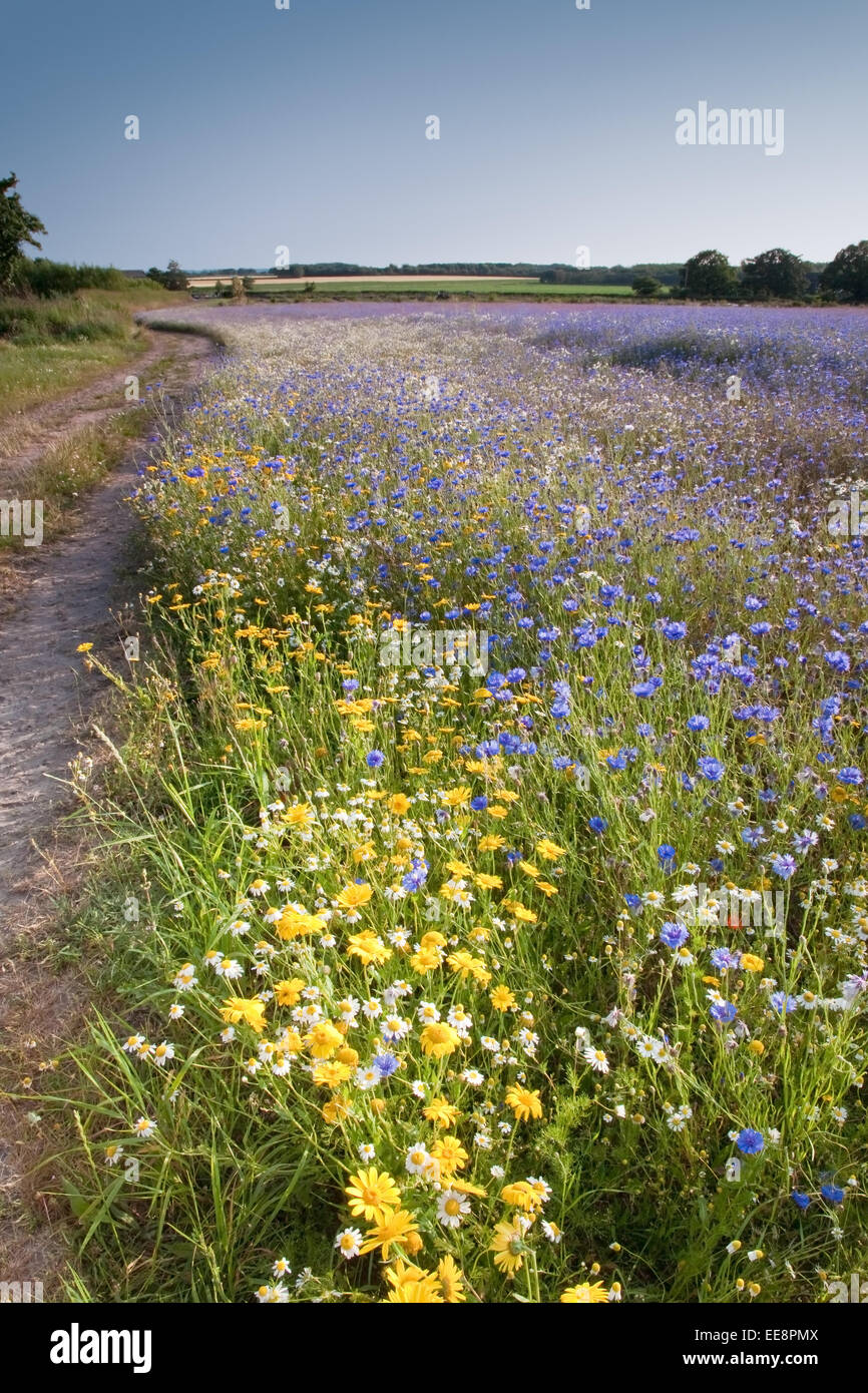 Wildflower Farm im ländlichen Lancashire Stockfoto