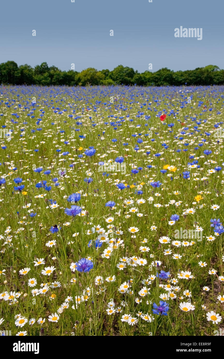 Wildflower Farm im ländlichen Lancashire Stockfoto