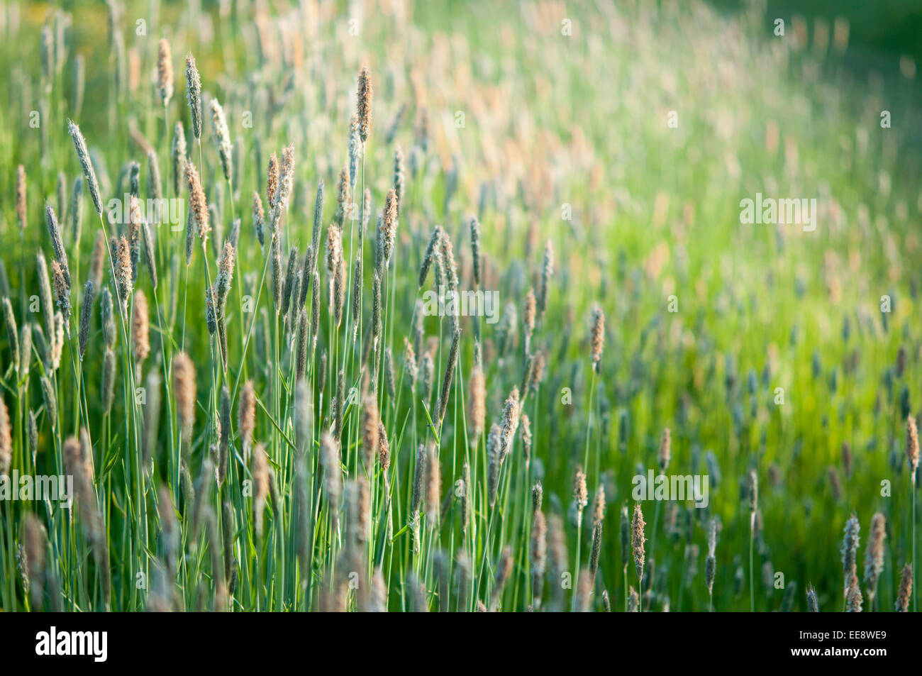 Sommer Wiese Gräser in der englischen Landschaft. Stockfoto
