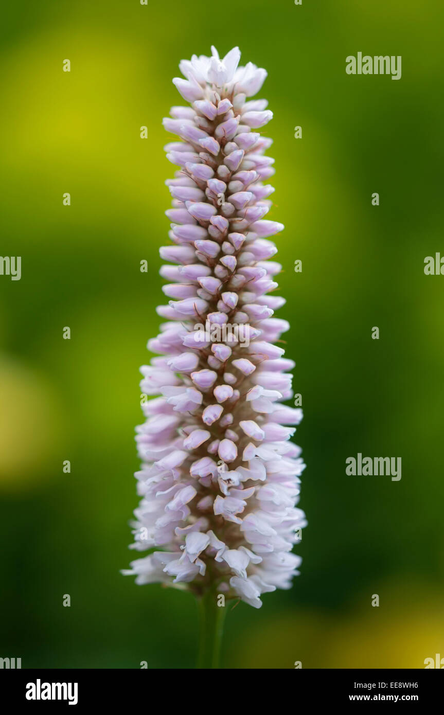 Polygonum Bistortum Superbum. Eine Frühsommer Grenze Pflanze mit Poker wie Blütenköpfchen von zartem Rosa. Stockfoto