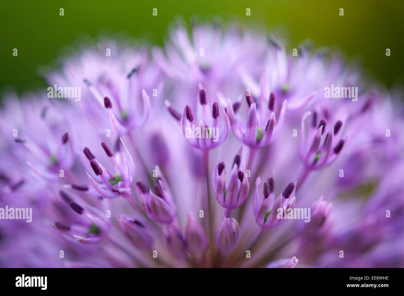 Lila Allium Blume in Nahaufnahme mit geringen Schärfentiefe, die sanfte Farben zu geben. Stockfoto