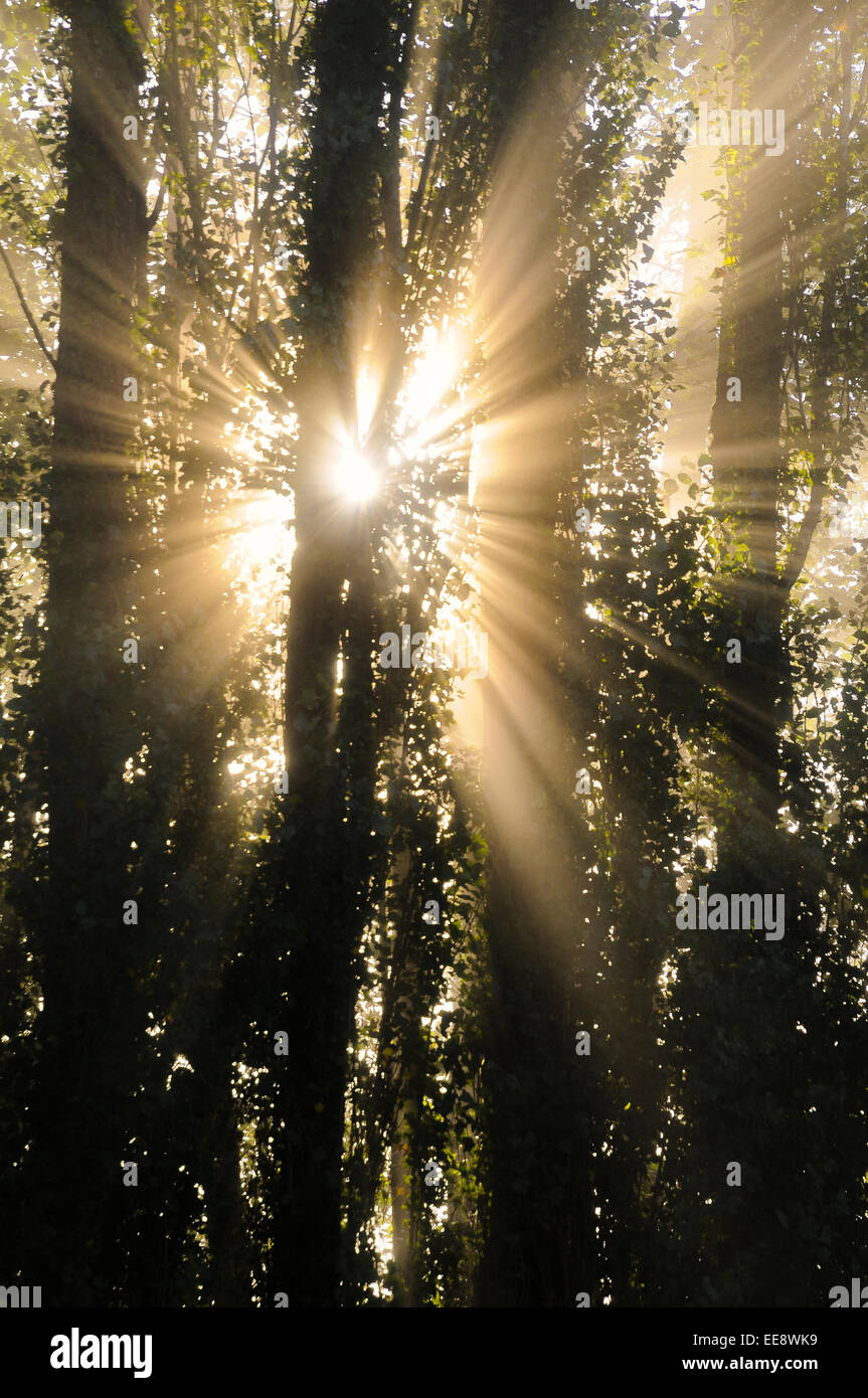 Flug durch Bäume Sonnenstrahlen Stockfoto