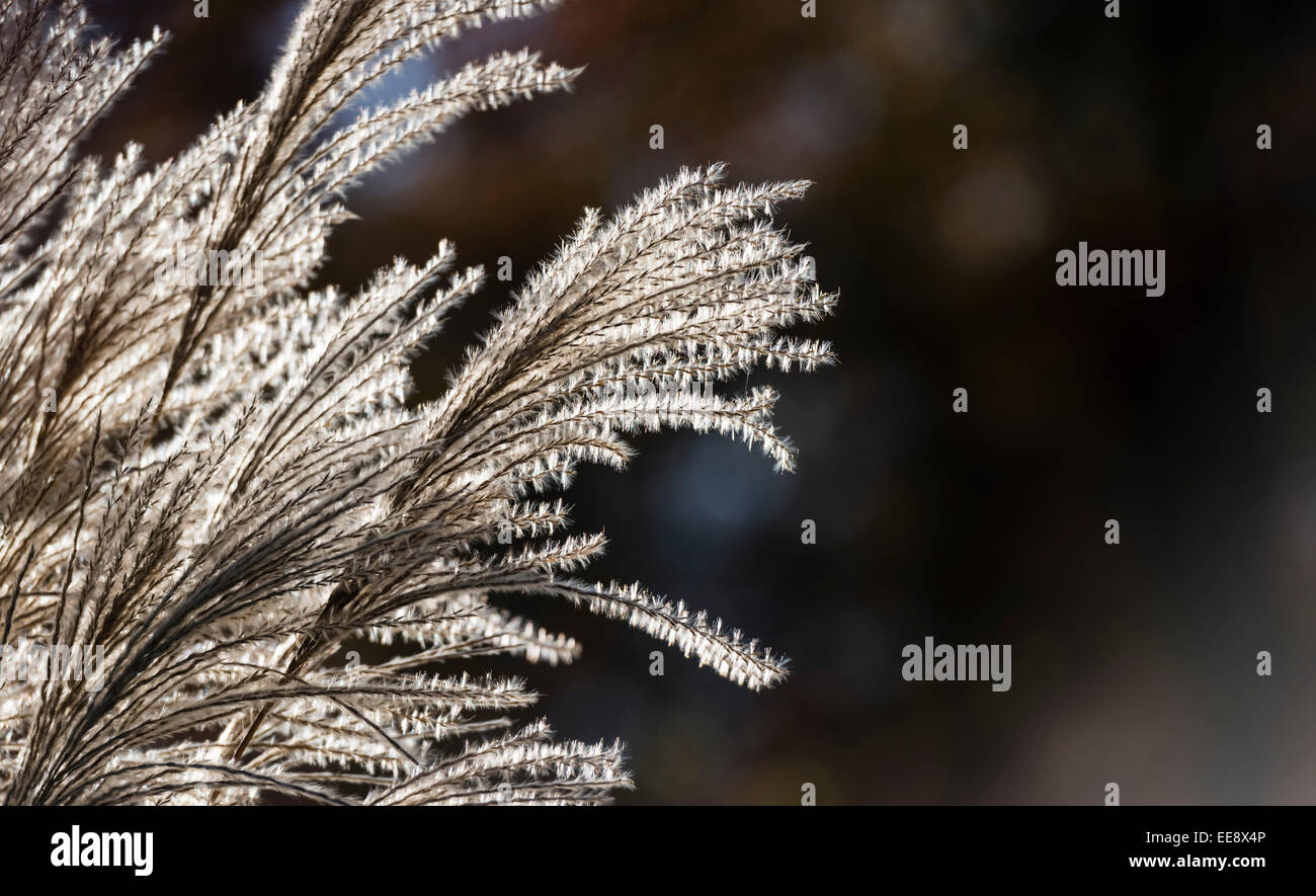 Spike von Pampasgras (Cortaderia Selloana) in die helle Hintergrundbeleuchtung Stockfoto