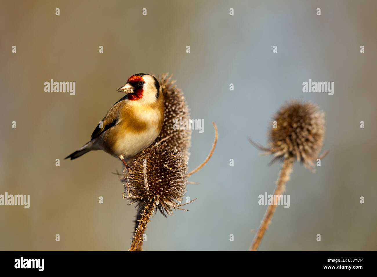 Stieglitz thront auf einem teasle Stockfoto