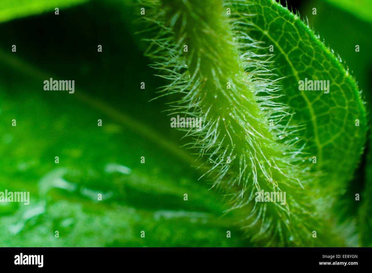 Nahaufnahme Deatil Zinnie Blütenstiel und Trichome (Haare). Stockfoto