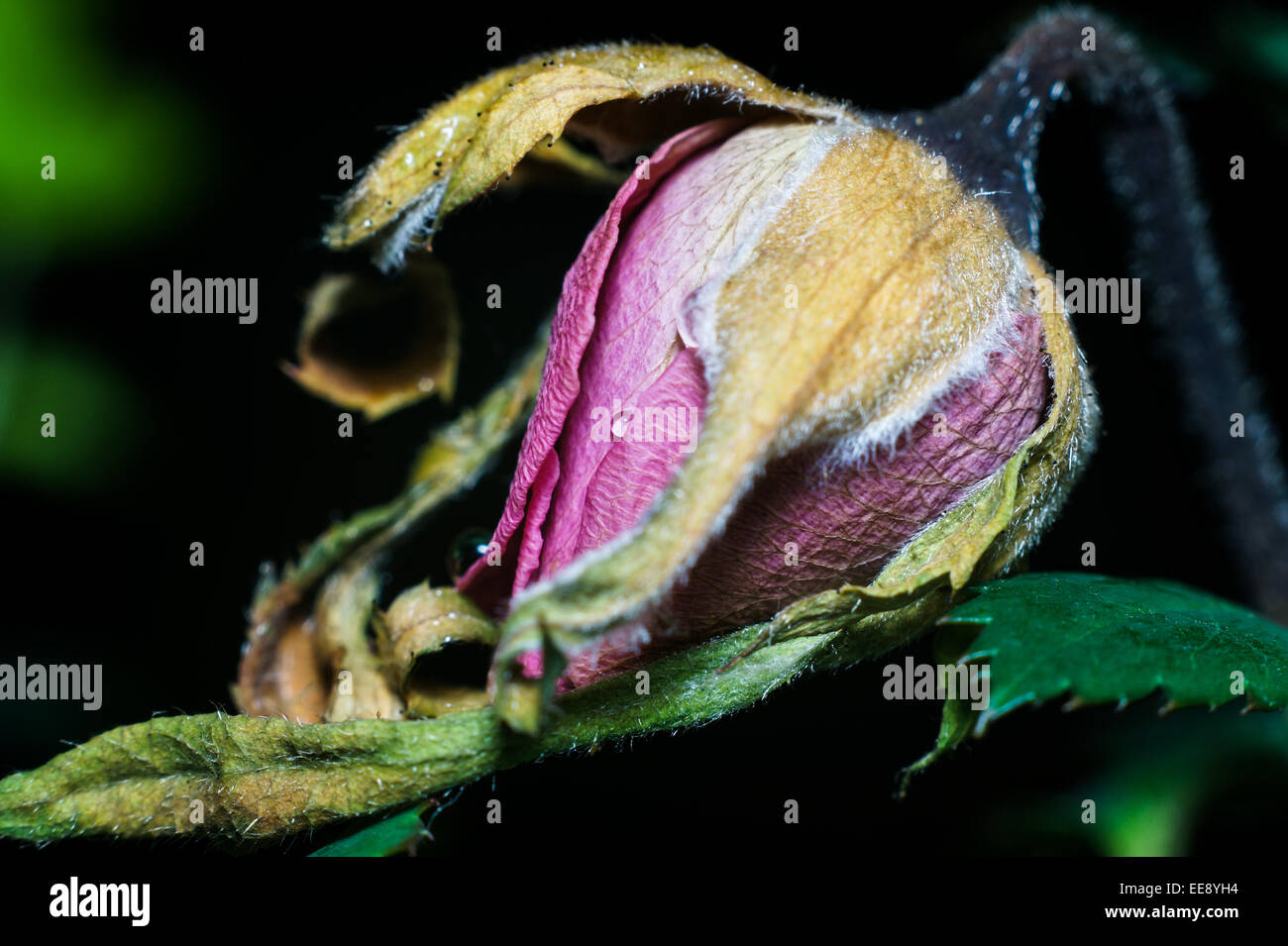 Detail einer rose Knospe welken und sterben hautnah. Stockfoto